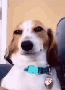 Just a dog being a dog