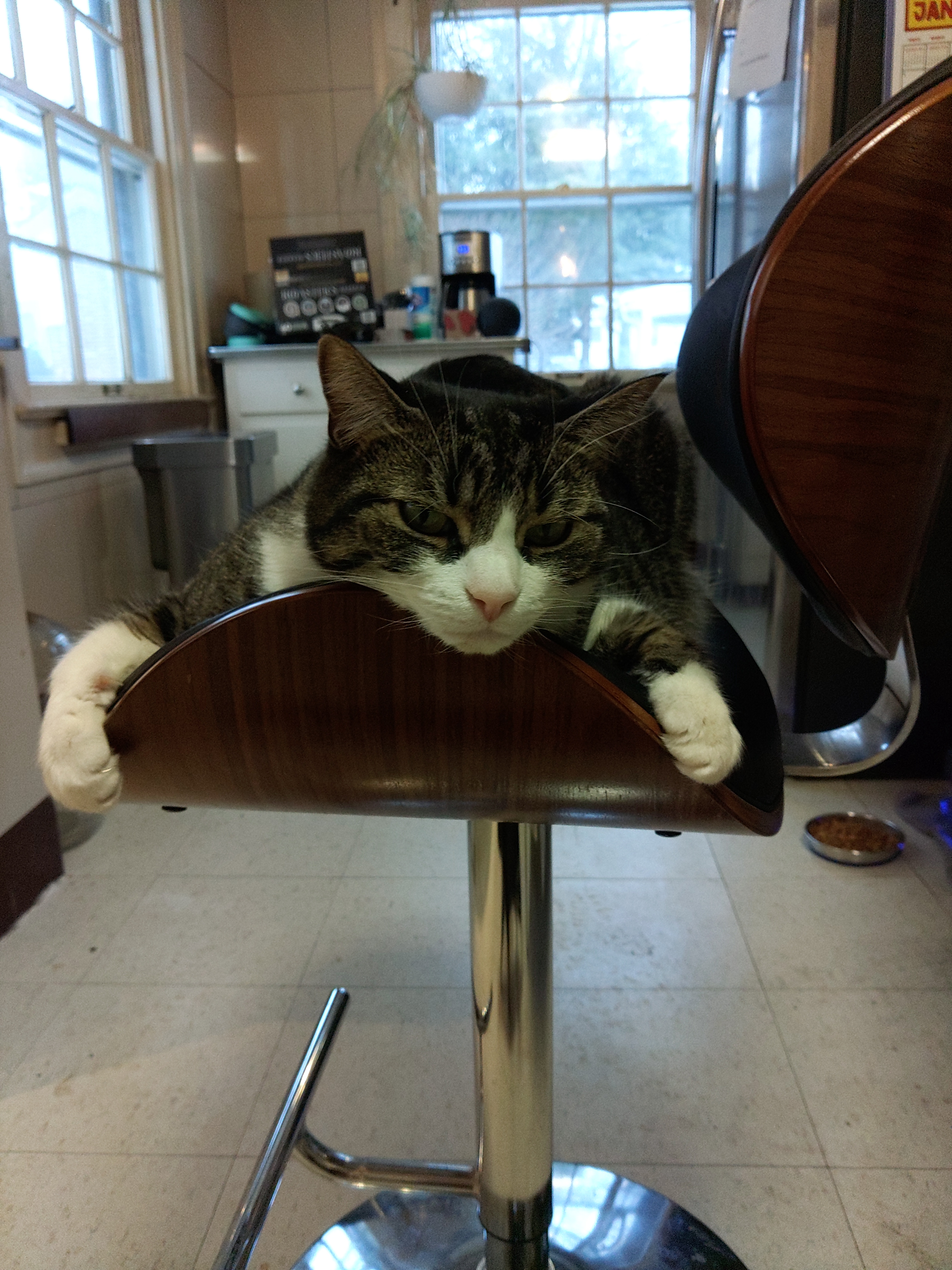 Fred's Excitement Over the New Kitchen Stool