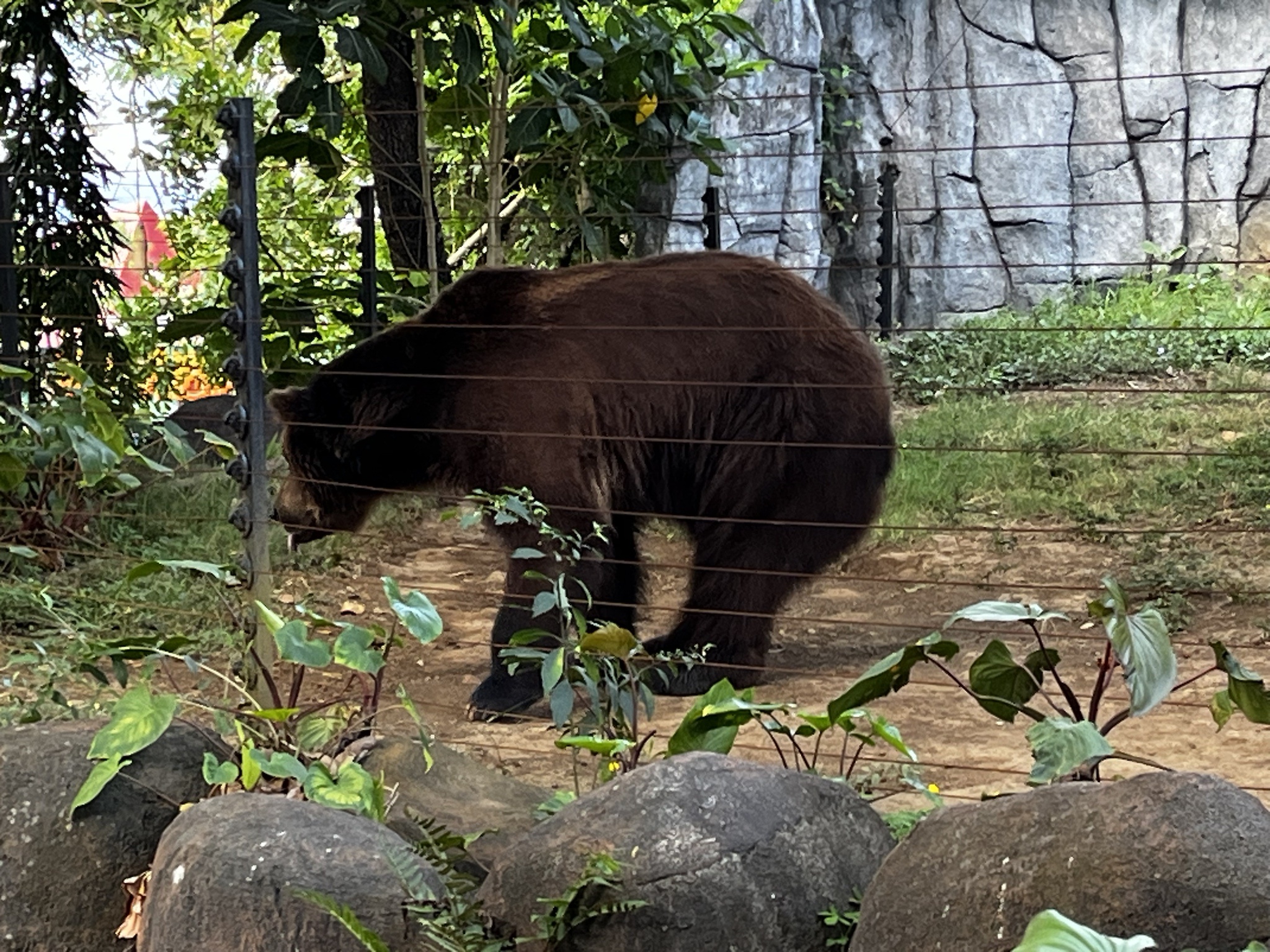 This bear was not in the mood and got a bit aggressive