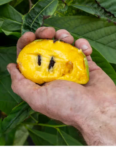 American Fruits That Could Outshine Apples and Peaches in a Warming World