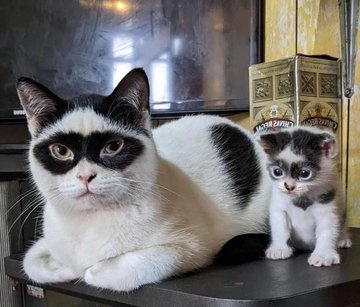 No Need for a DNA Test Here