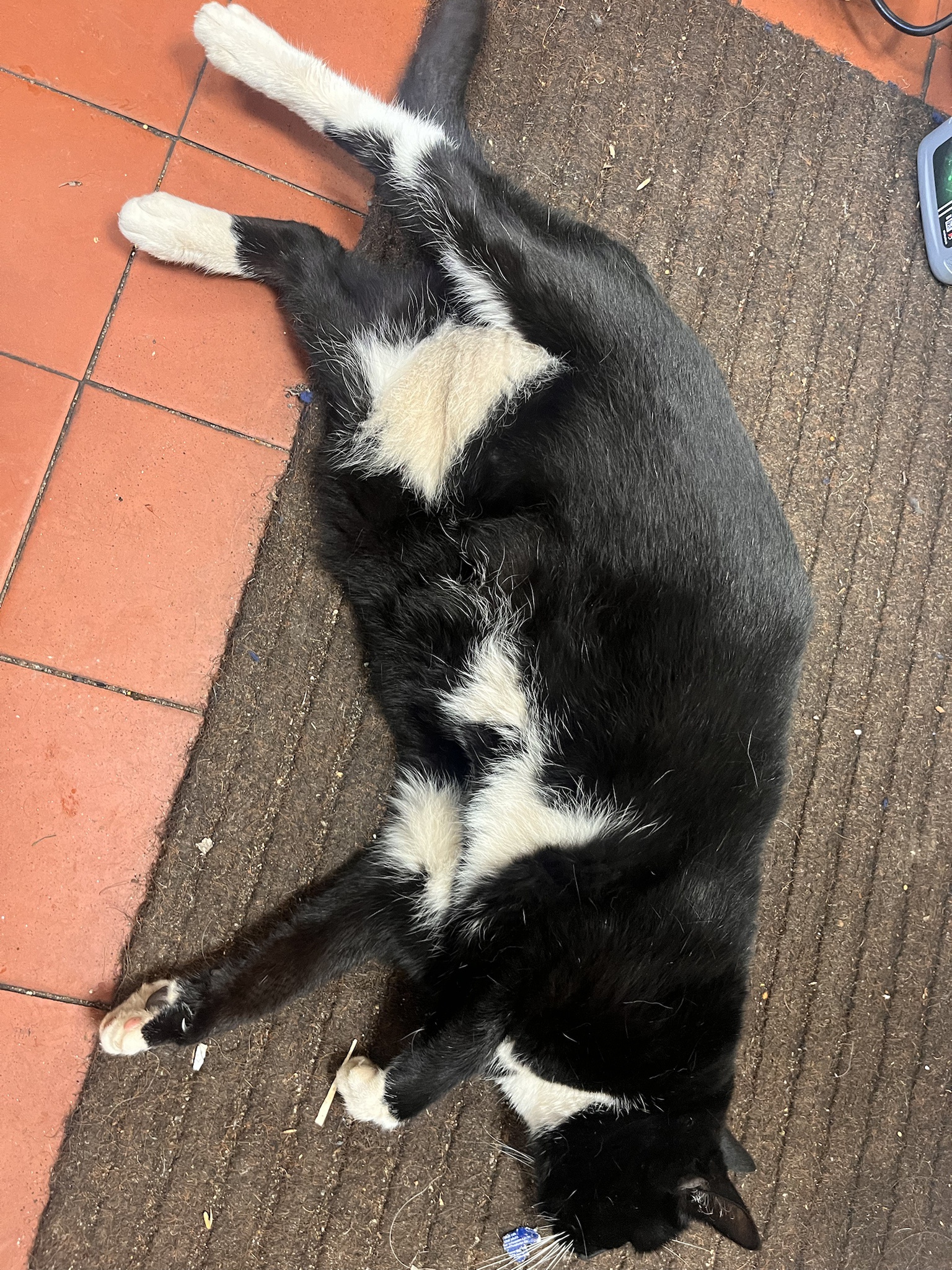 Meet my adorable new chonky buddy! :D