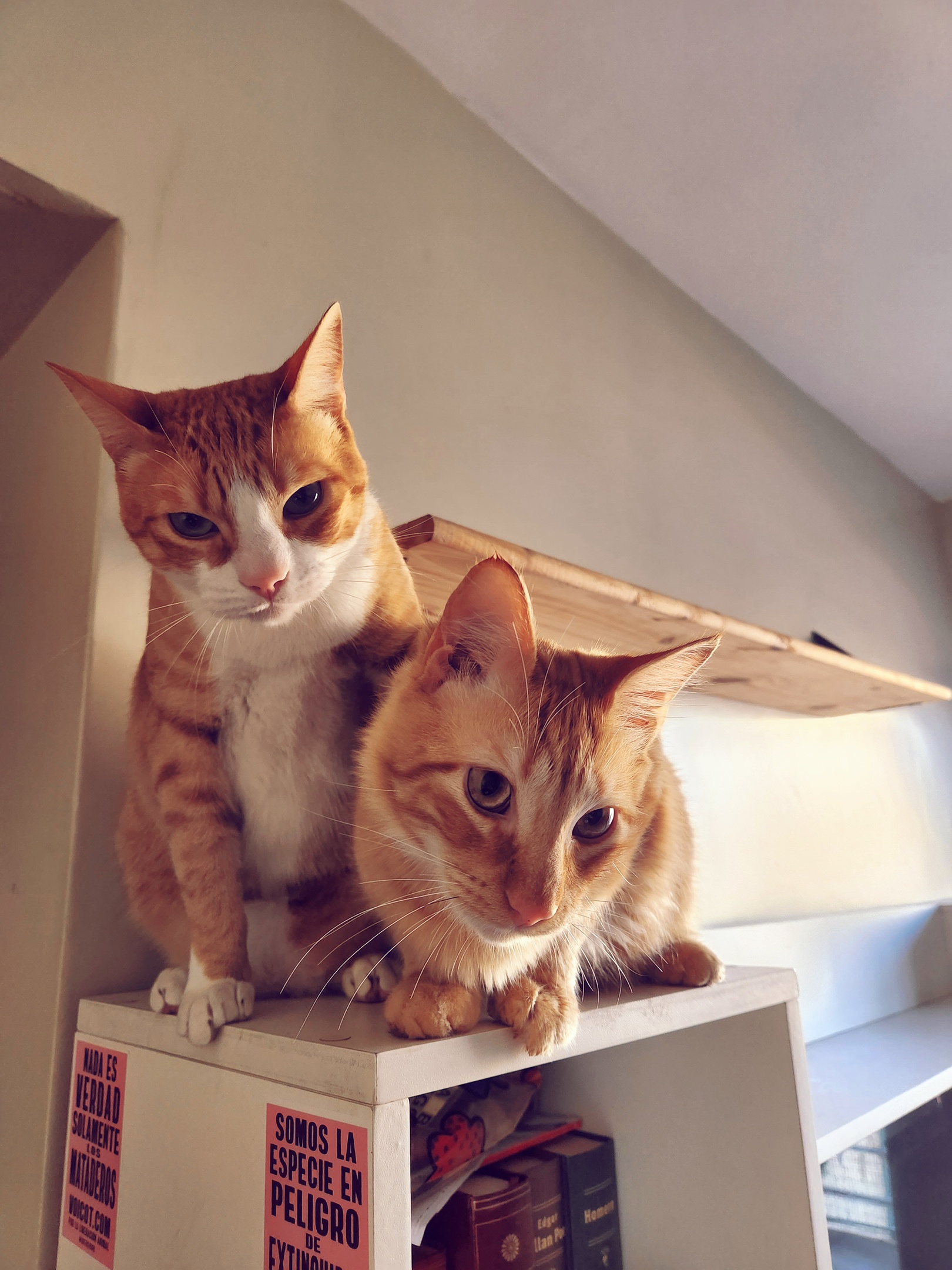 My adorable cats