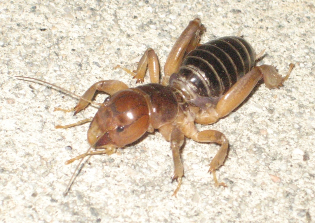 Meet Spud: The Adorable Potato Bug