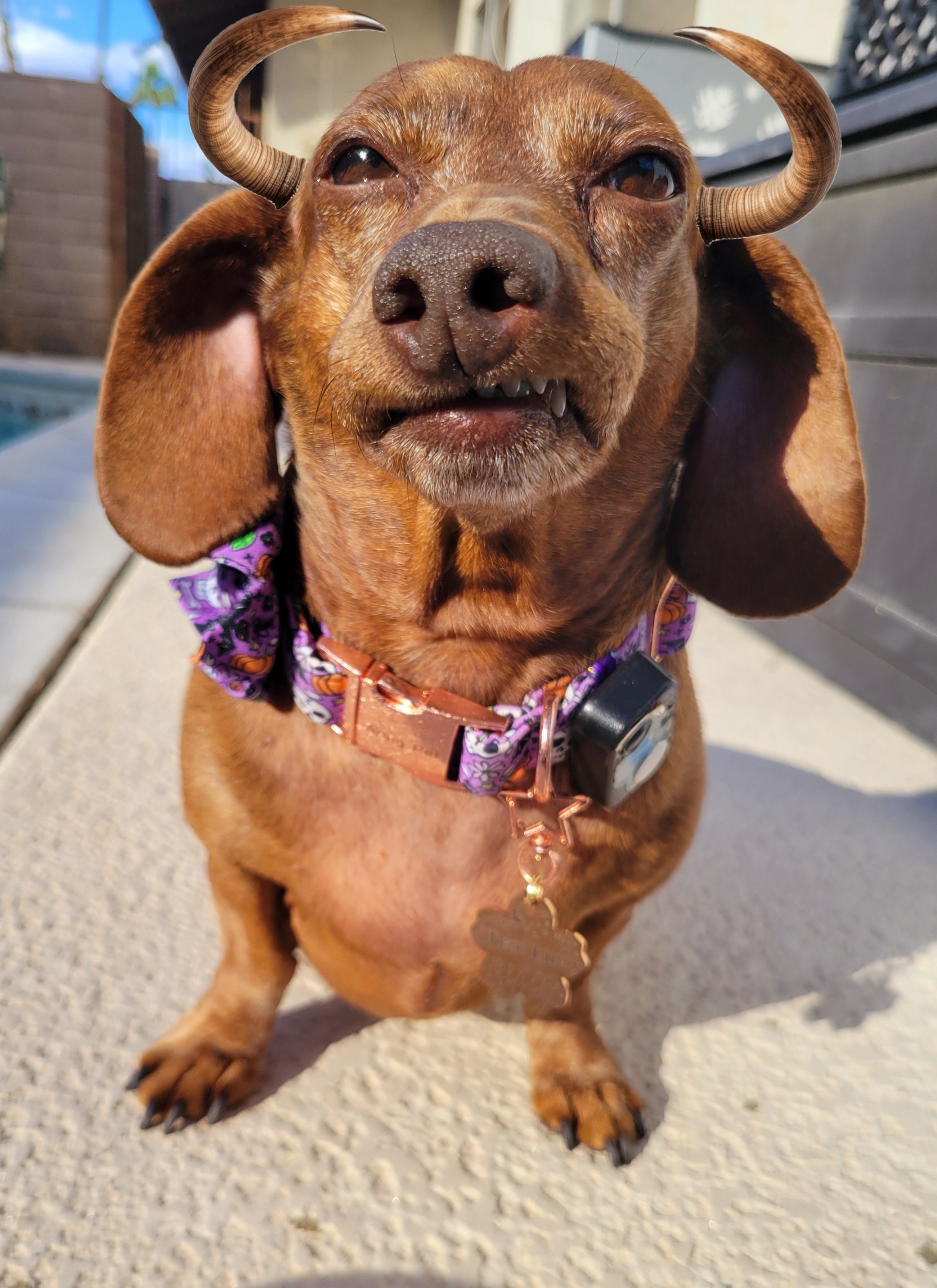 Meet my adorable pup, Tiger Lilly, the ultimate cutie!