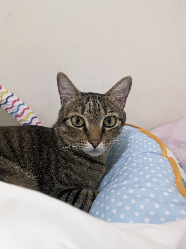 The Purr-fect Cat Moment