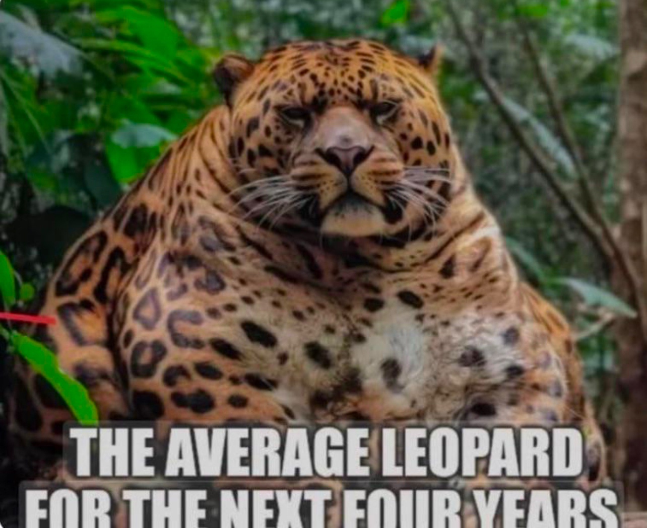 The Unbelievable World of Overweight Leopards