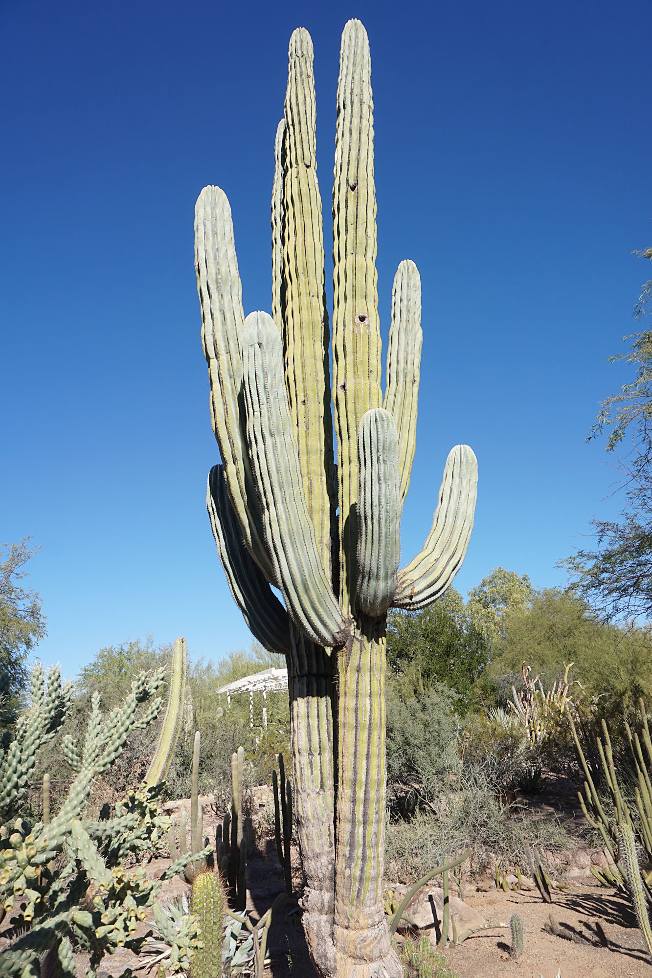 Exploring the Wonders of Desert Botanical Gardens