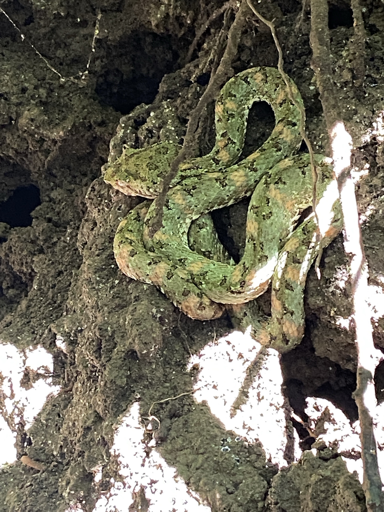 Check out this stunning green eyelash viper!