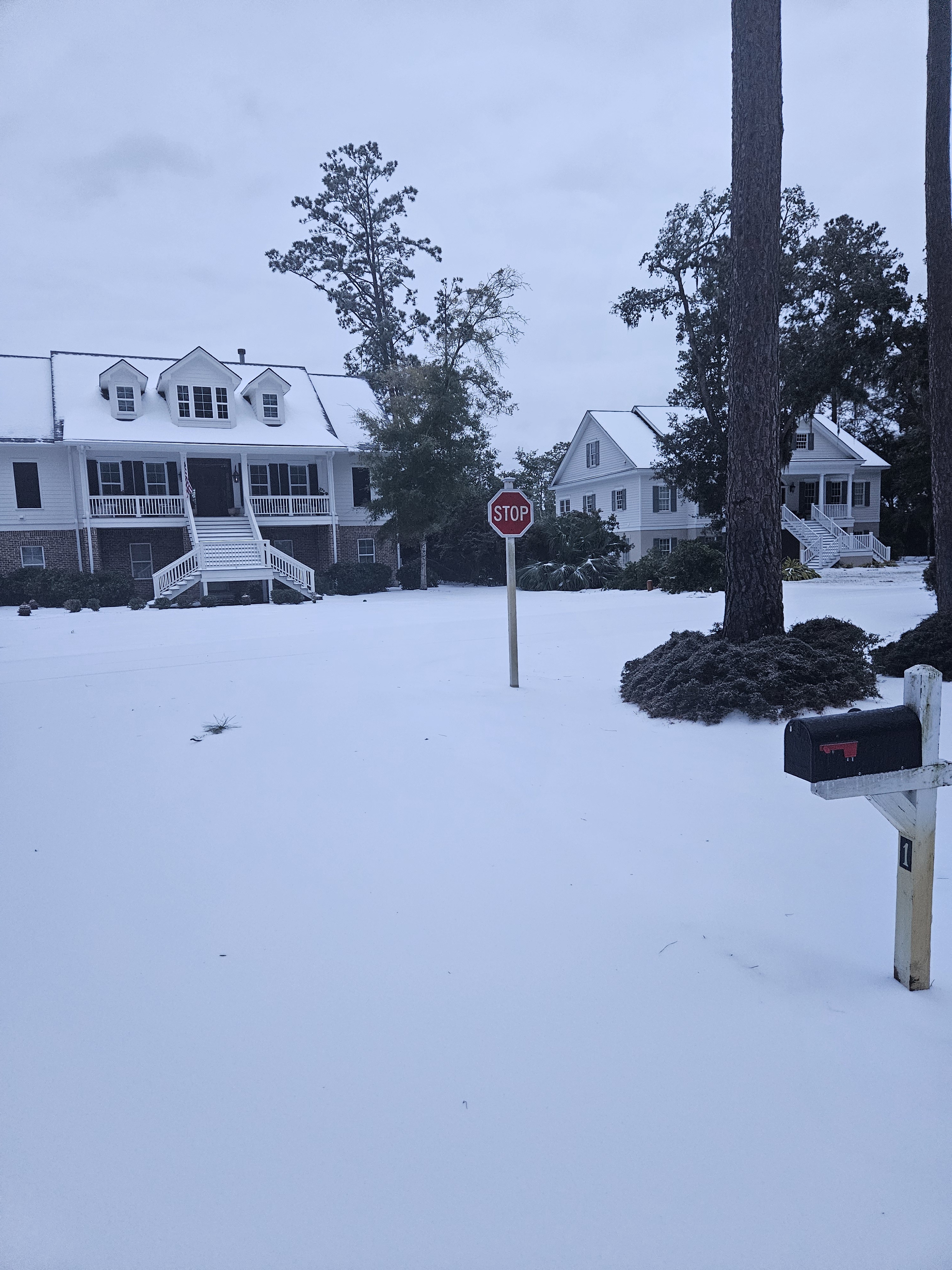 Snowy Savannah Vibes