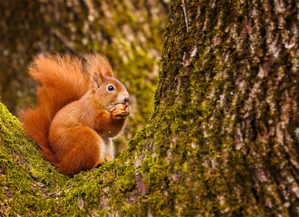 Squirrel and Acorn Chronicles: RHM Edition