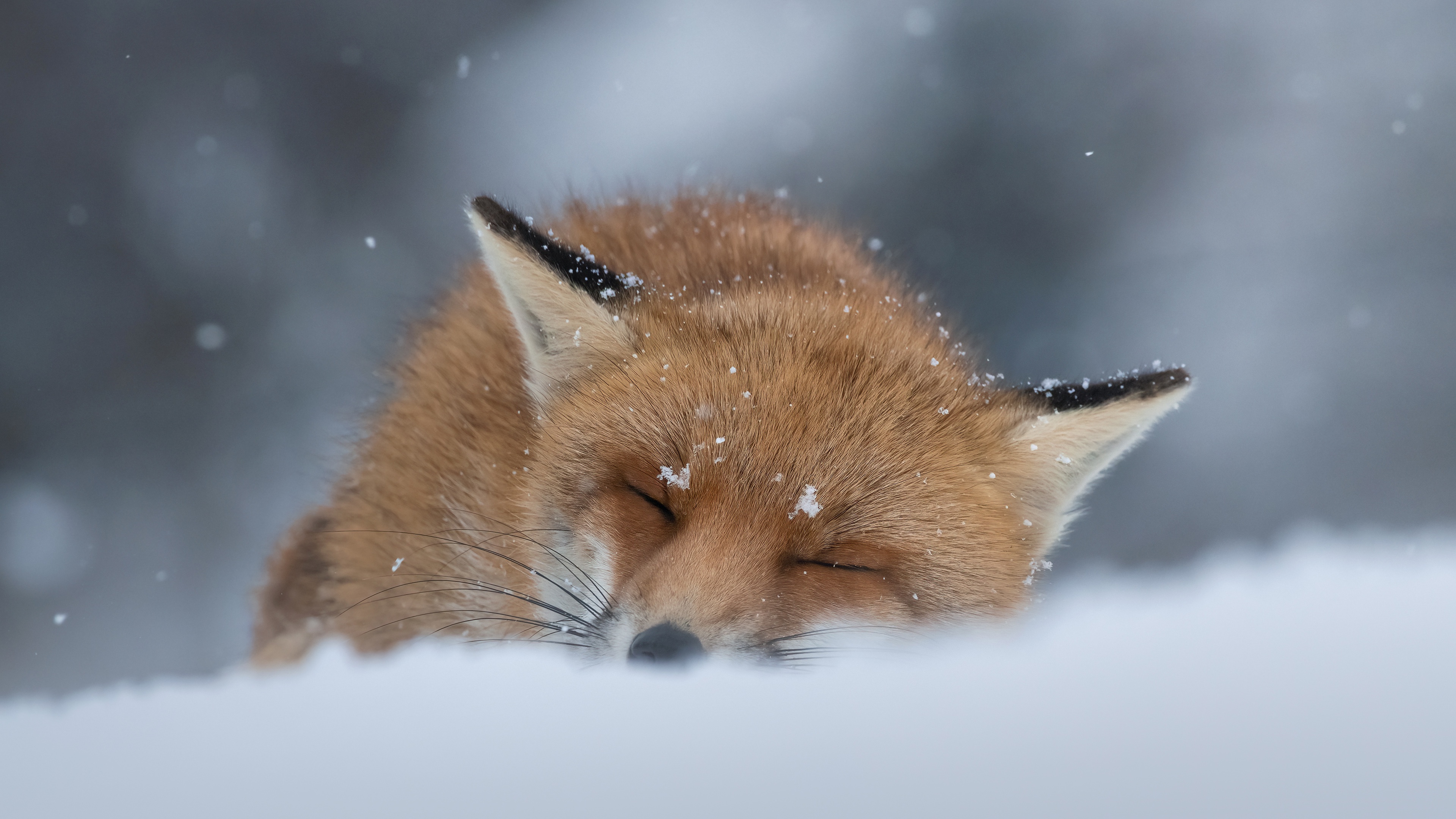 A Cozy Nap in a Winter Wonderland