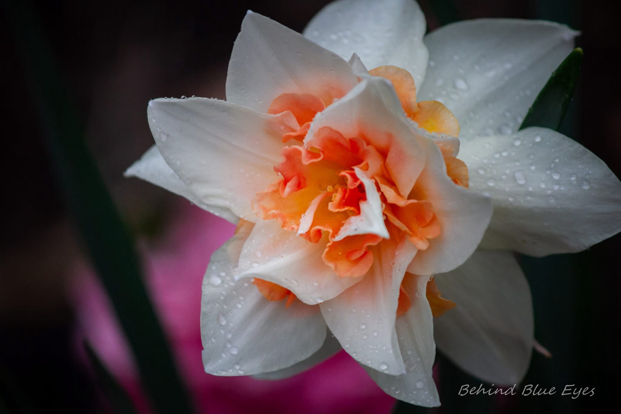 A Single Flower: Nature's Simple Elegance