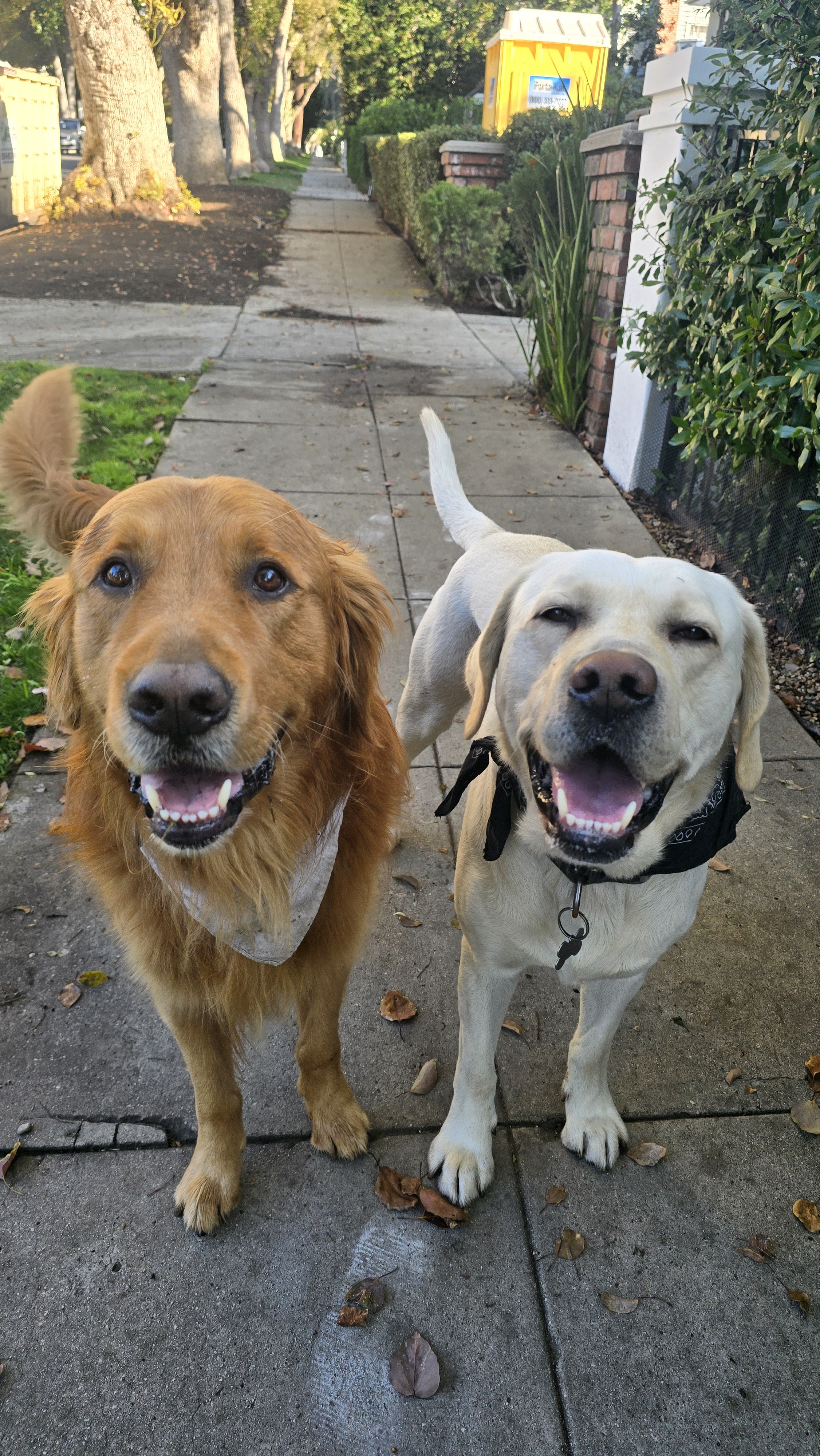 Weekend Joy: Shadow and Chance Bring the Smiles