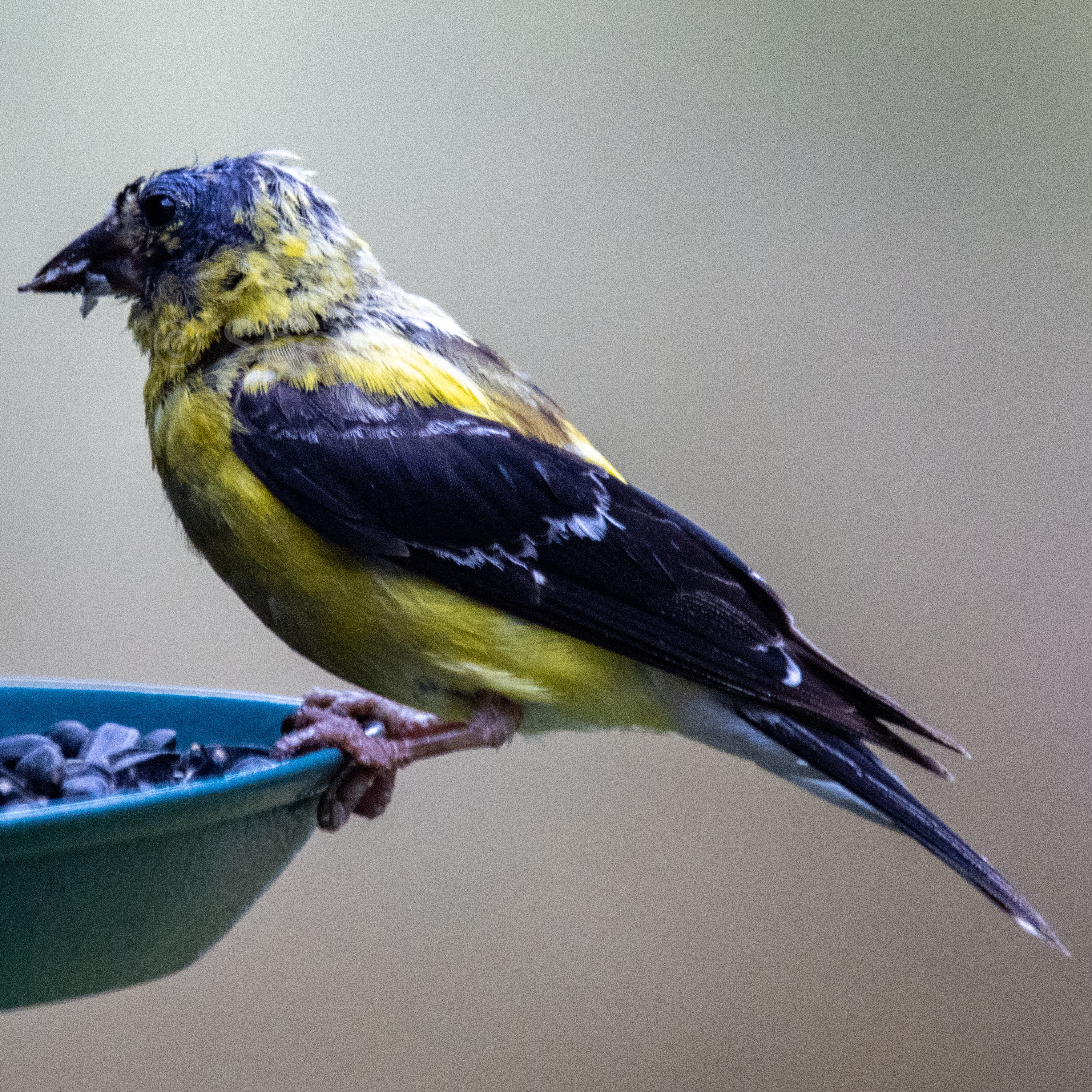 Photography: This old American Goldfinch has definitely seen better days.