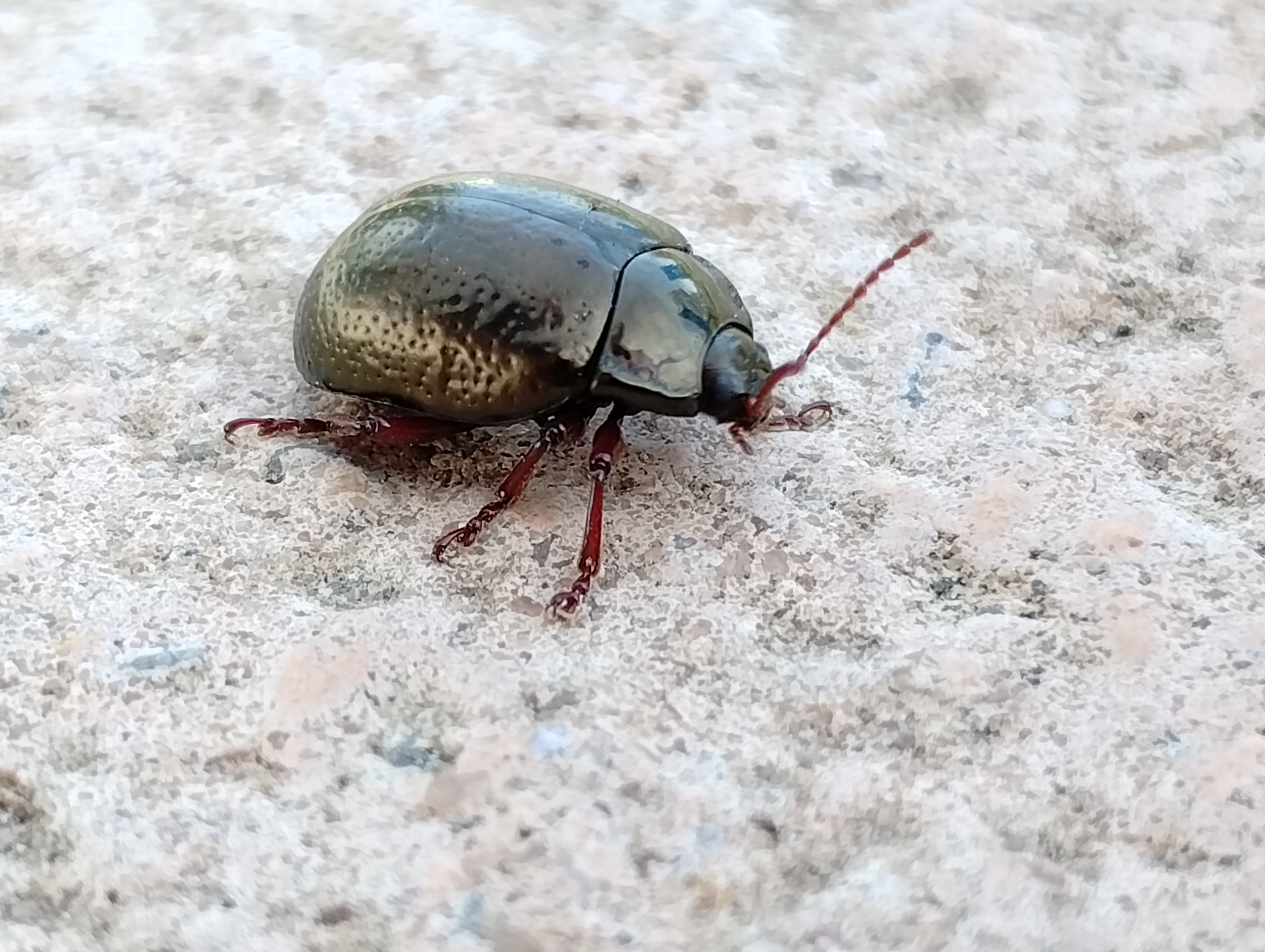 Another beetle sighting!