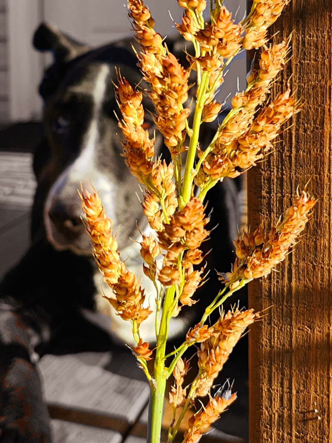 Just a Dog: The Ultimate Mood Booster