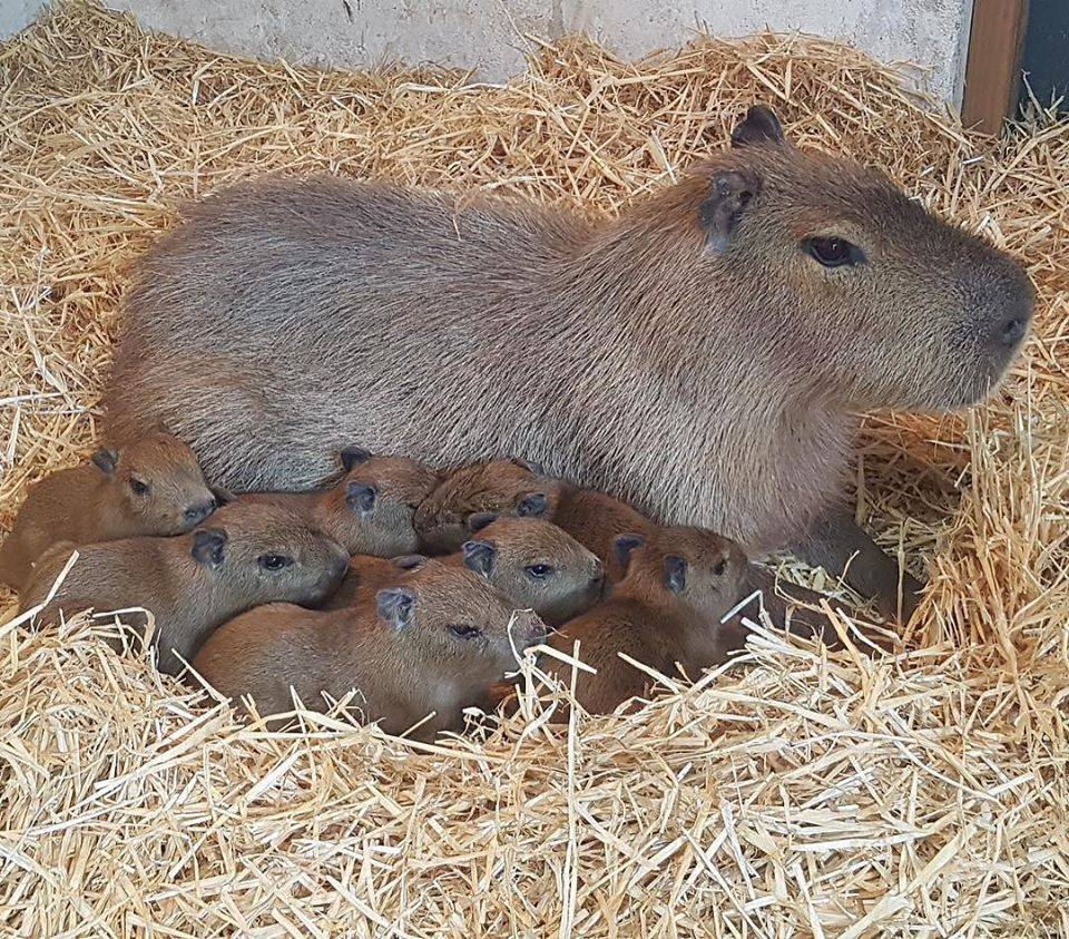 Happy 16th Birthday, Imgur! Celebrate with Capybara Party Vibes!