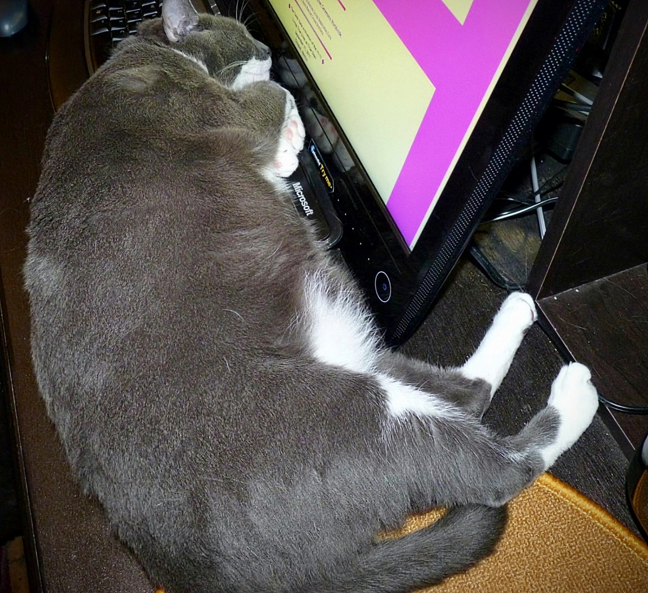 Thunder's New Favorite: This Keyboard Makes the Perfect Pillow!