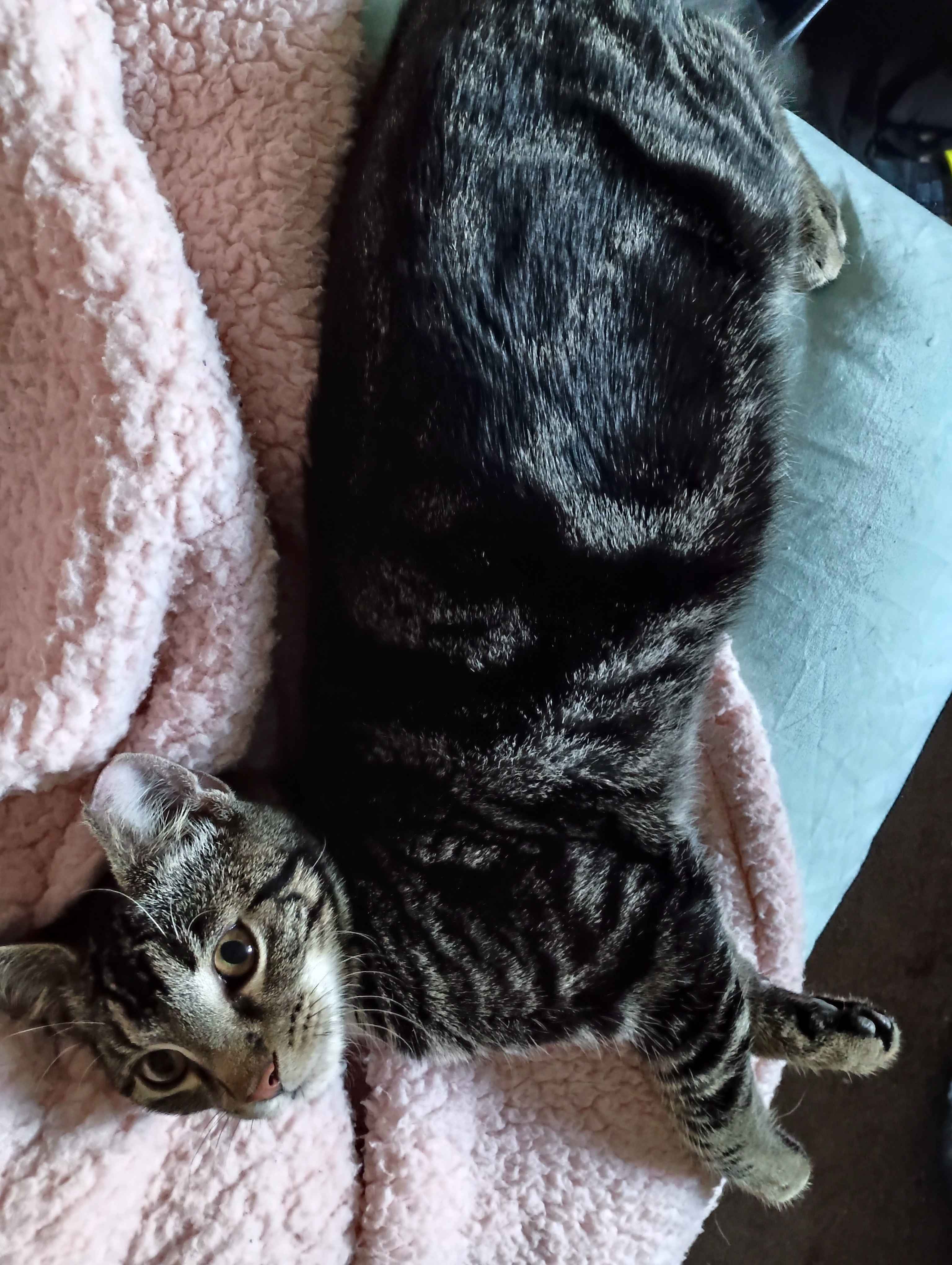 A Spooky Kitty with a Twist