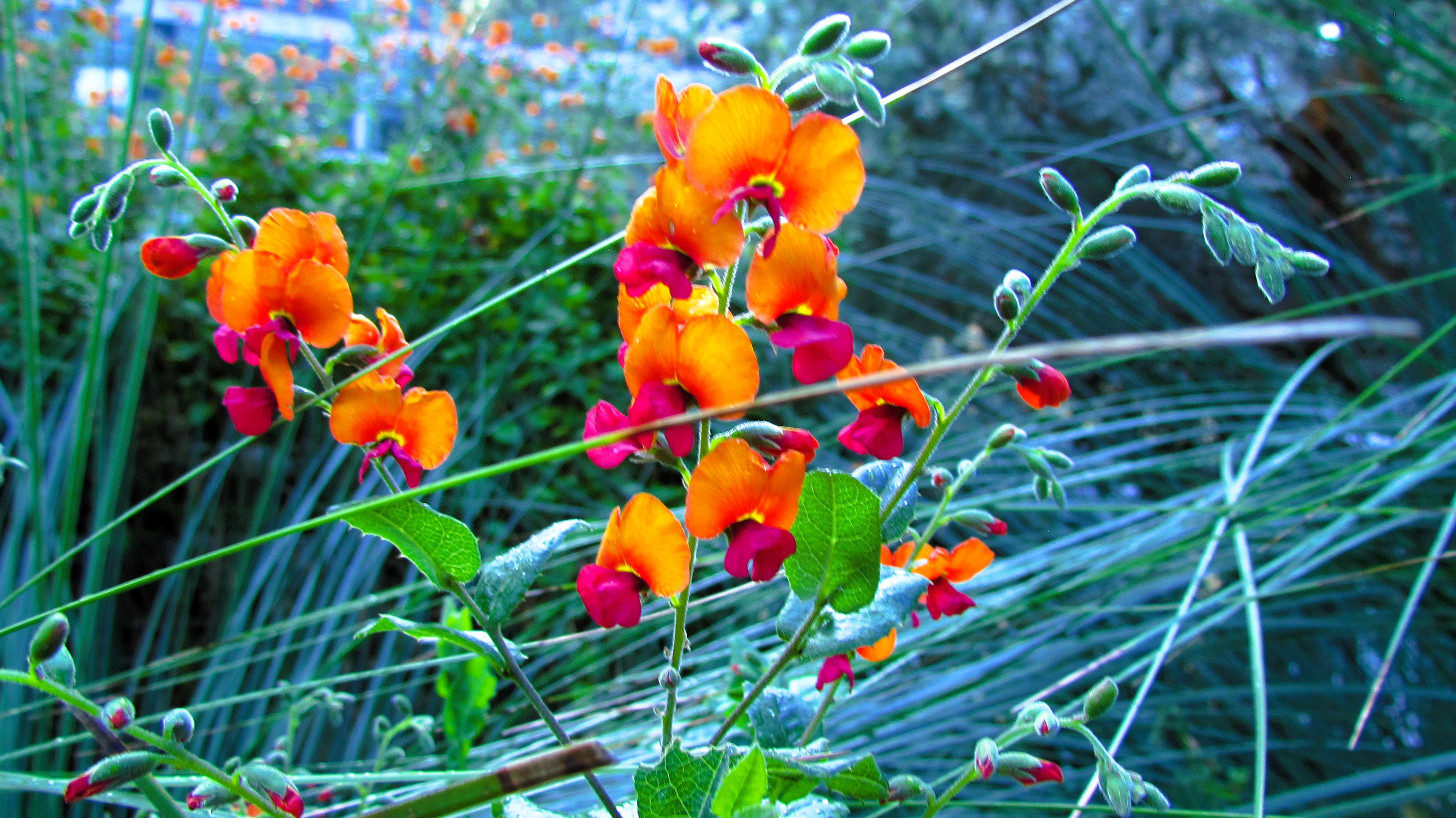 The Unique Beauty of the Australian Fire Pea