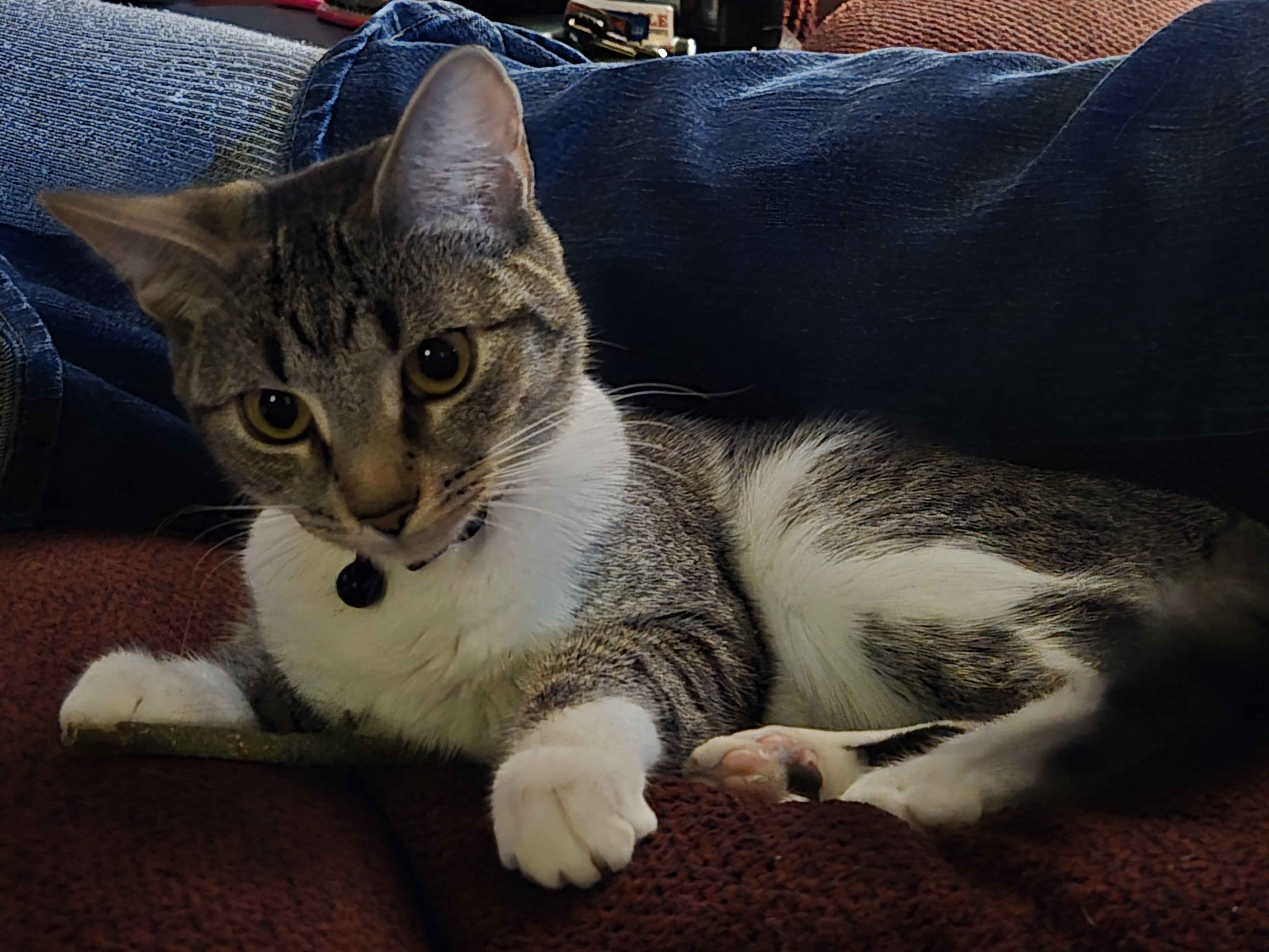Look at This Adorable Cat: You Won't Regret It!