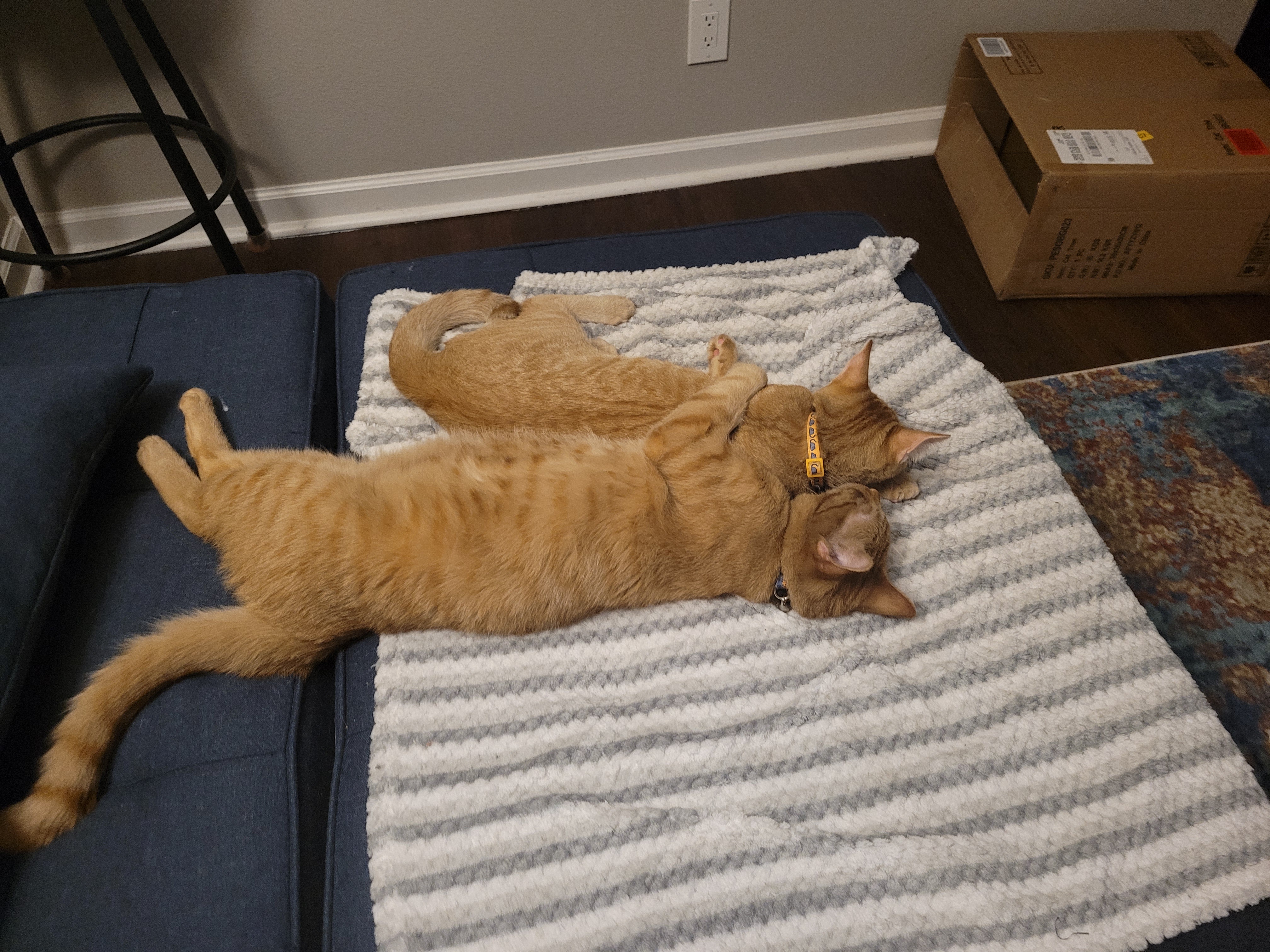 Celebrating Last Caturday with Feline Fun