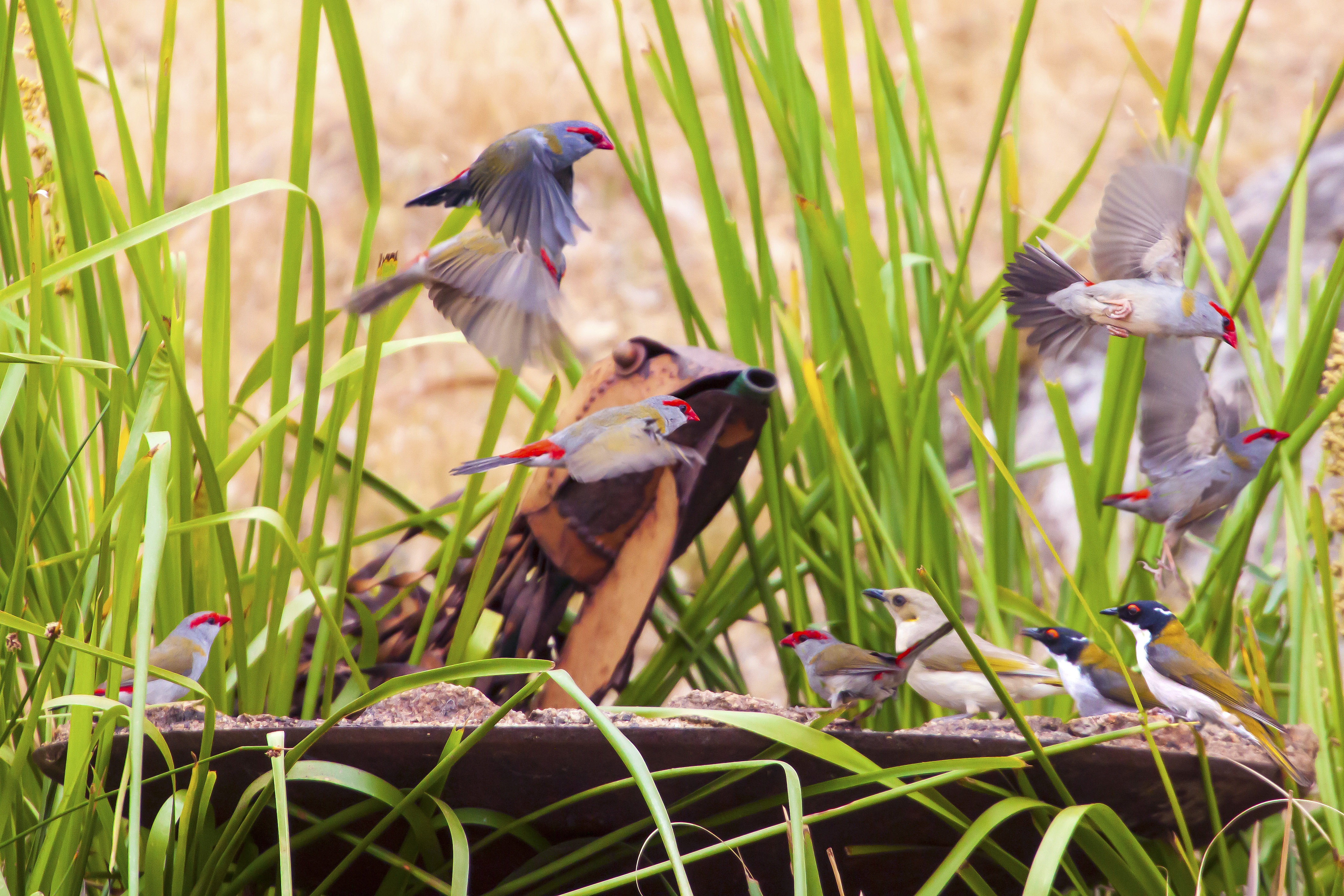 Witness the Beauty: Bird Bath Timelapse from Western Victoria, Australia