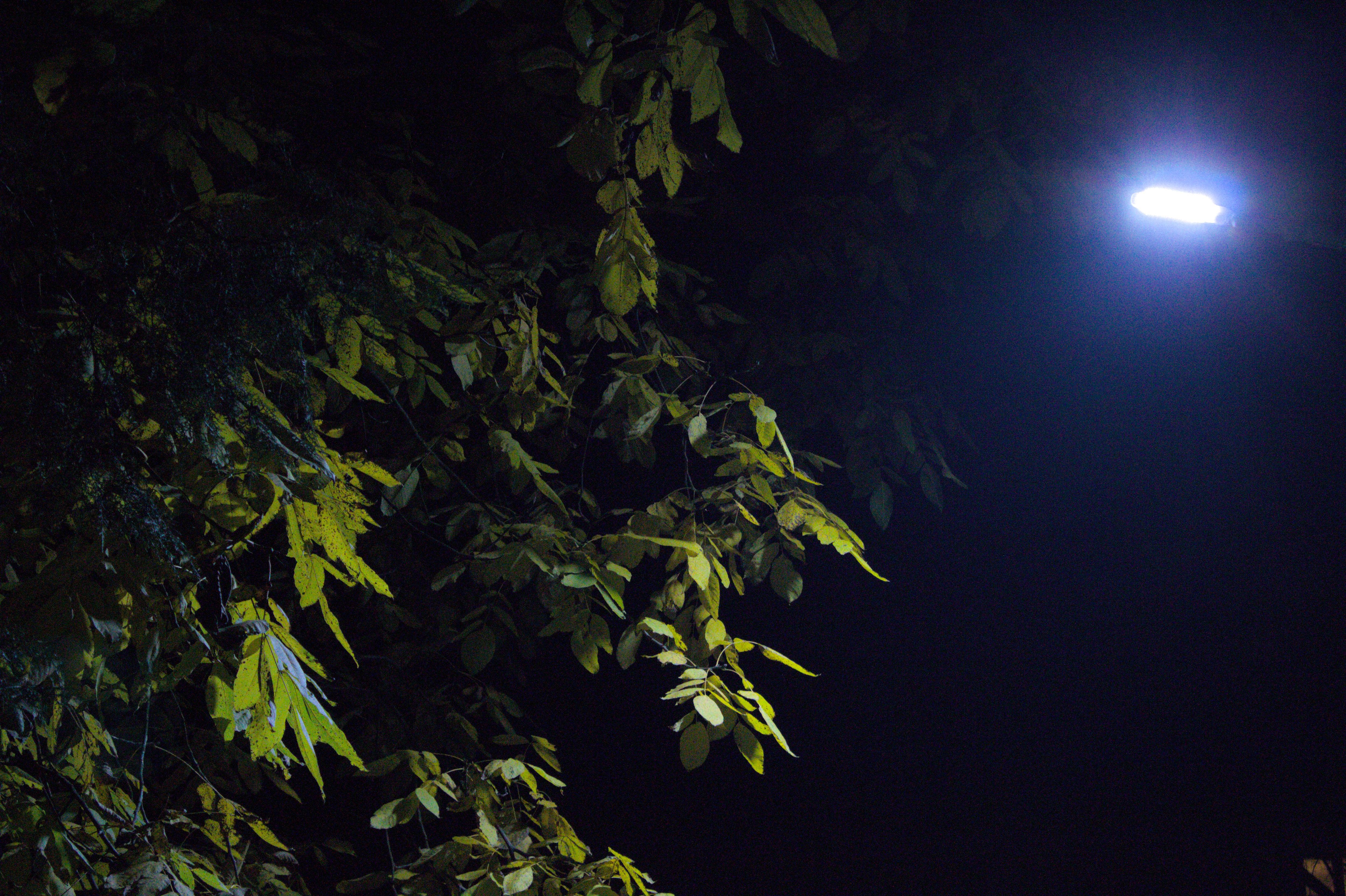 The Enchanting Glow of Night Among the Leaves