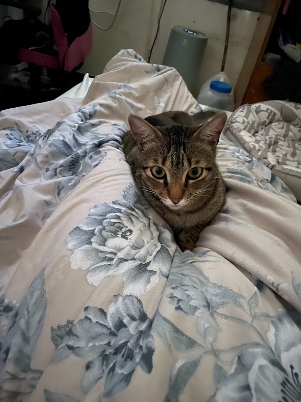 Another Day, Another Cat