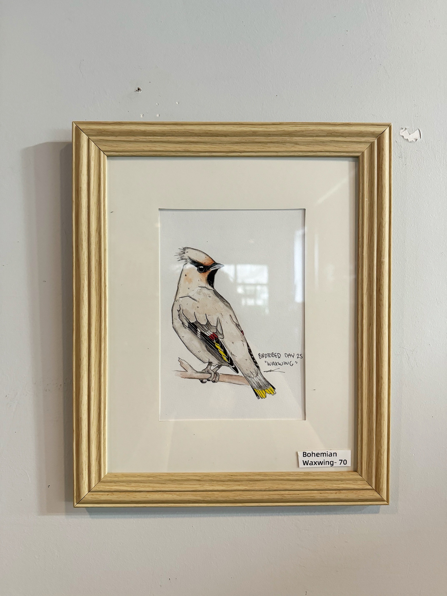 Meet the Charming Bohemian Waxwing