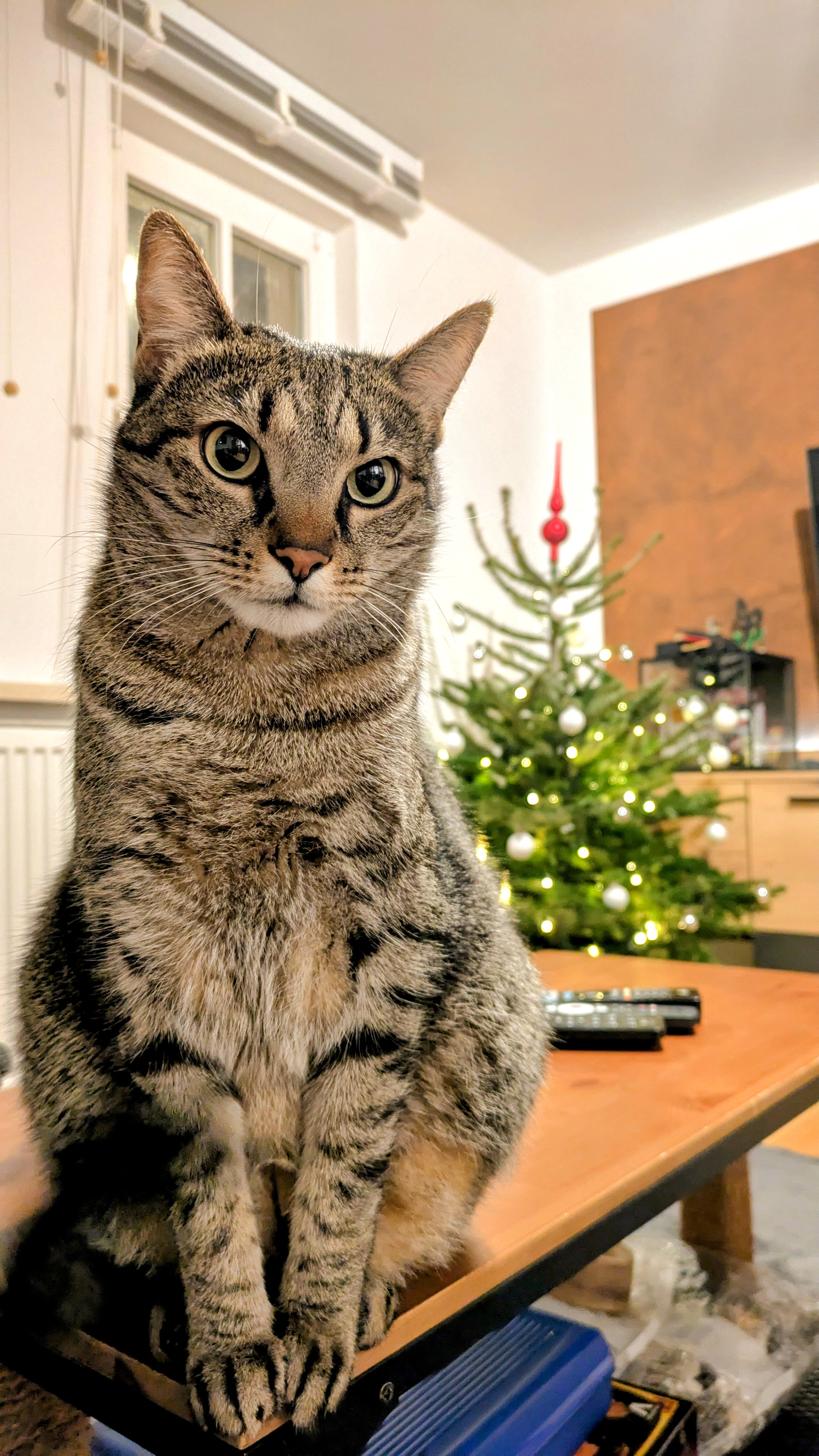 Celebrate the Weekend: Happy Caturday!