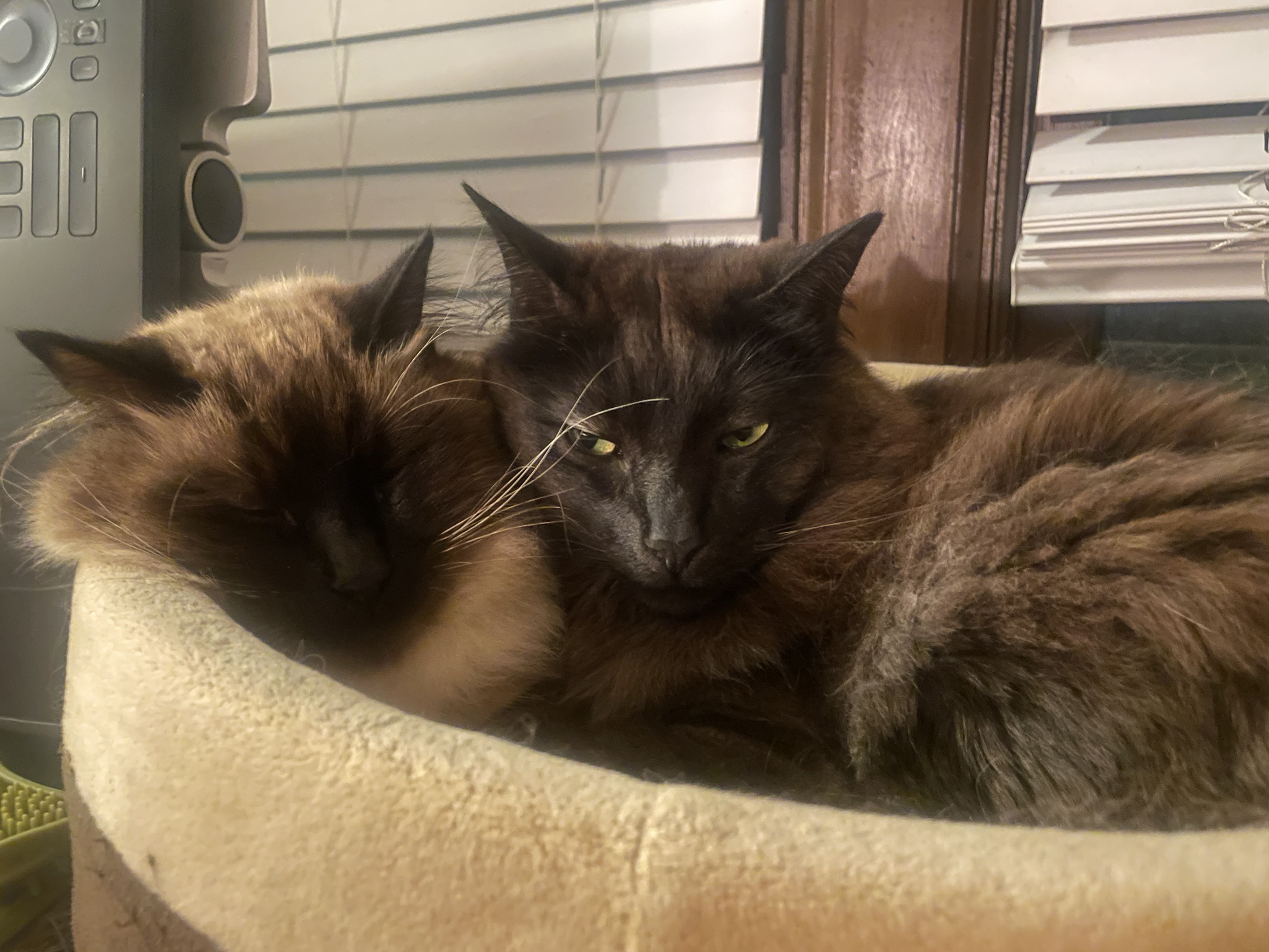 Cuddles and Comfort: The Joy of Furry Friends