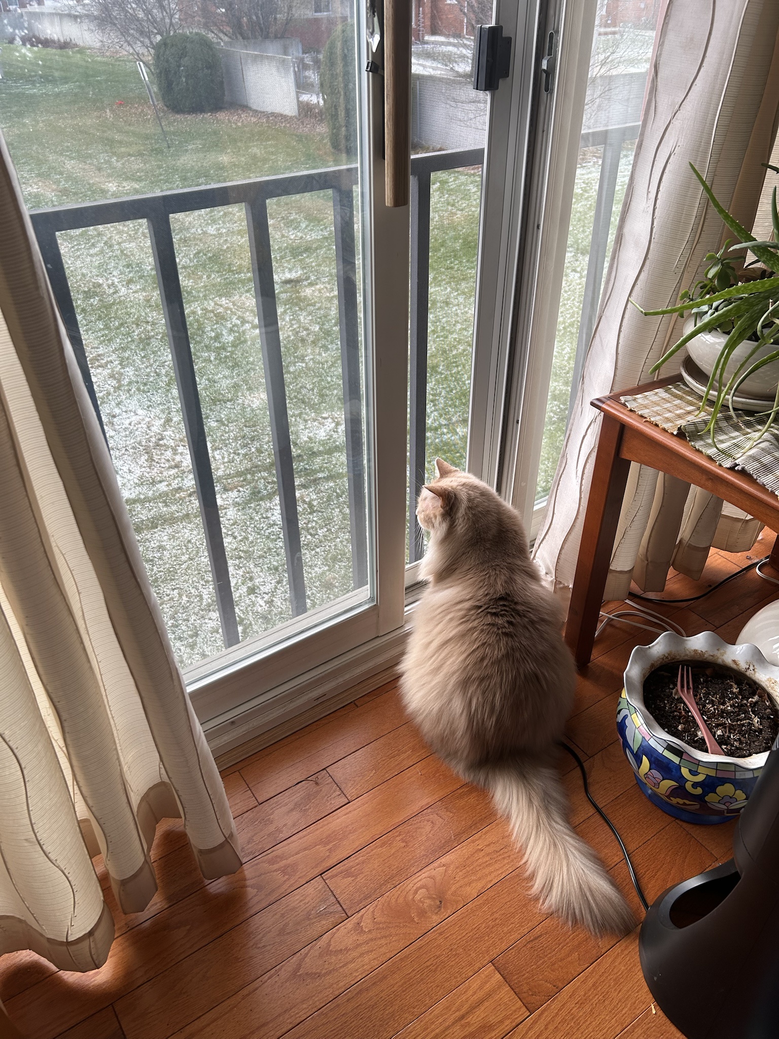 Crooksy Celebrates Caturday in Style