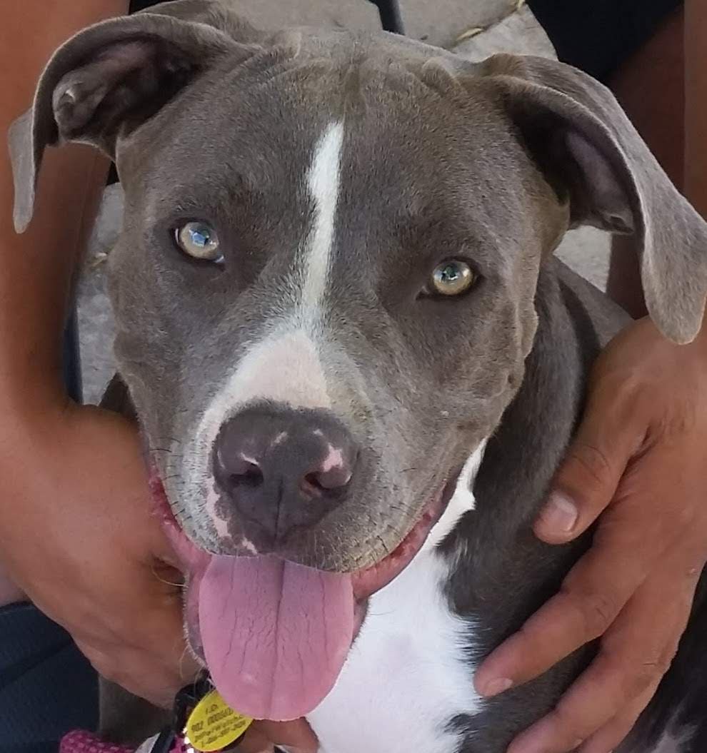 Meet Blu: Your New Favorite Character