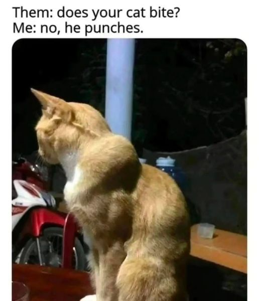 Caution: Beware of the Cat!