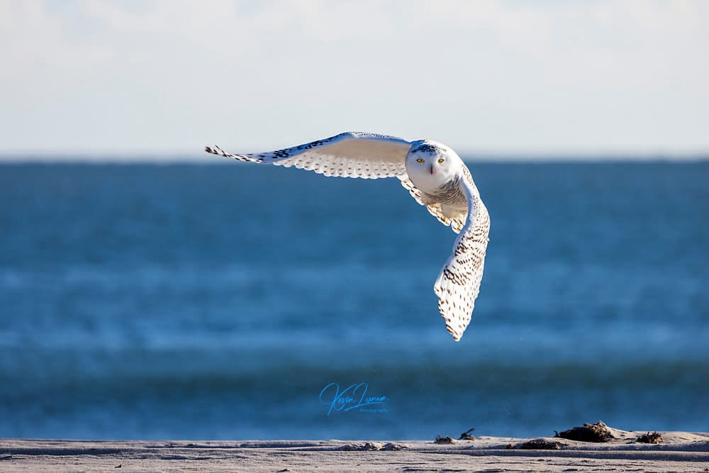 Majestic Snowy Owl in All Its Glory