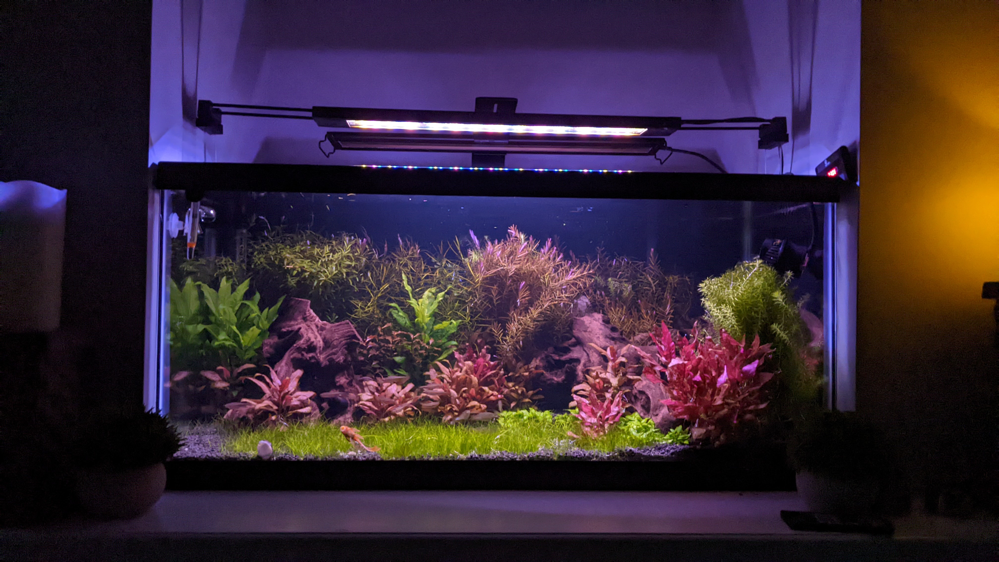 My 40 Gallon Adventure Awaits!