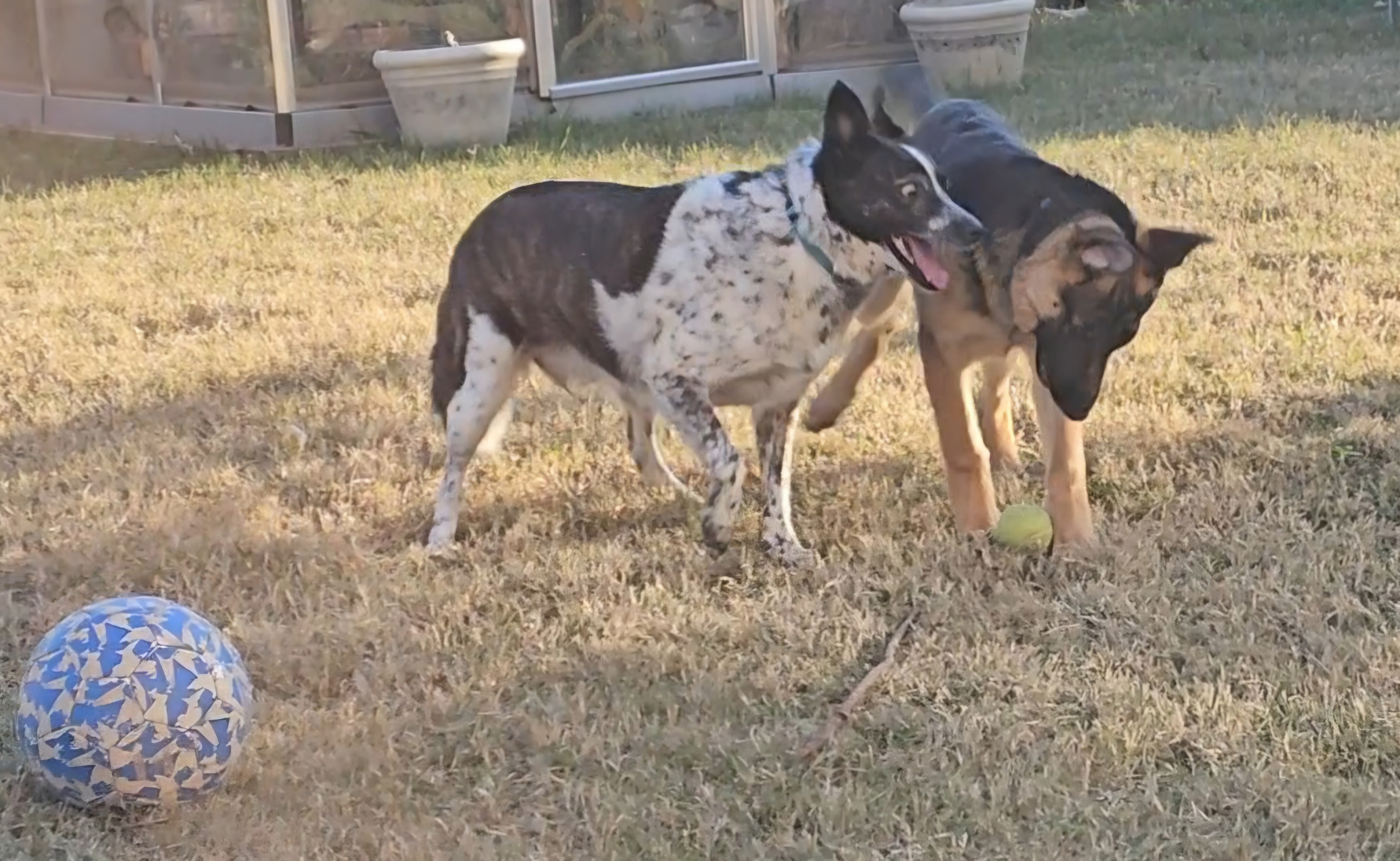 Rhea and Daisy's Playdate: Ball Chasing Fun!