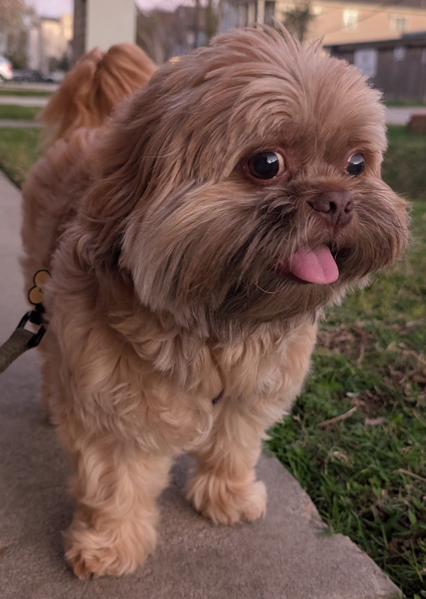 Meet the Shih Tzu: The Cutest Companion