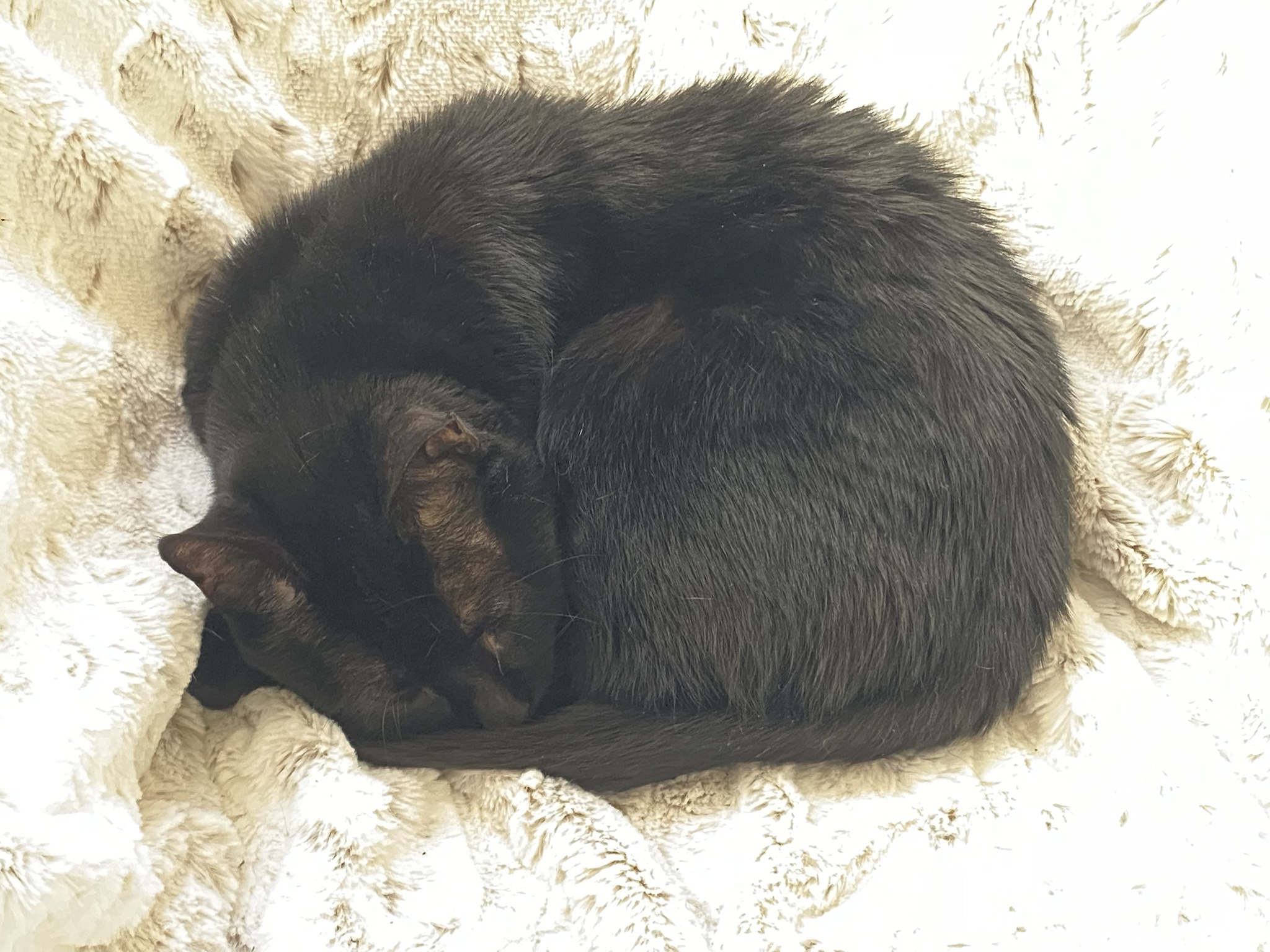 Adorable kitties in their sleepy state