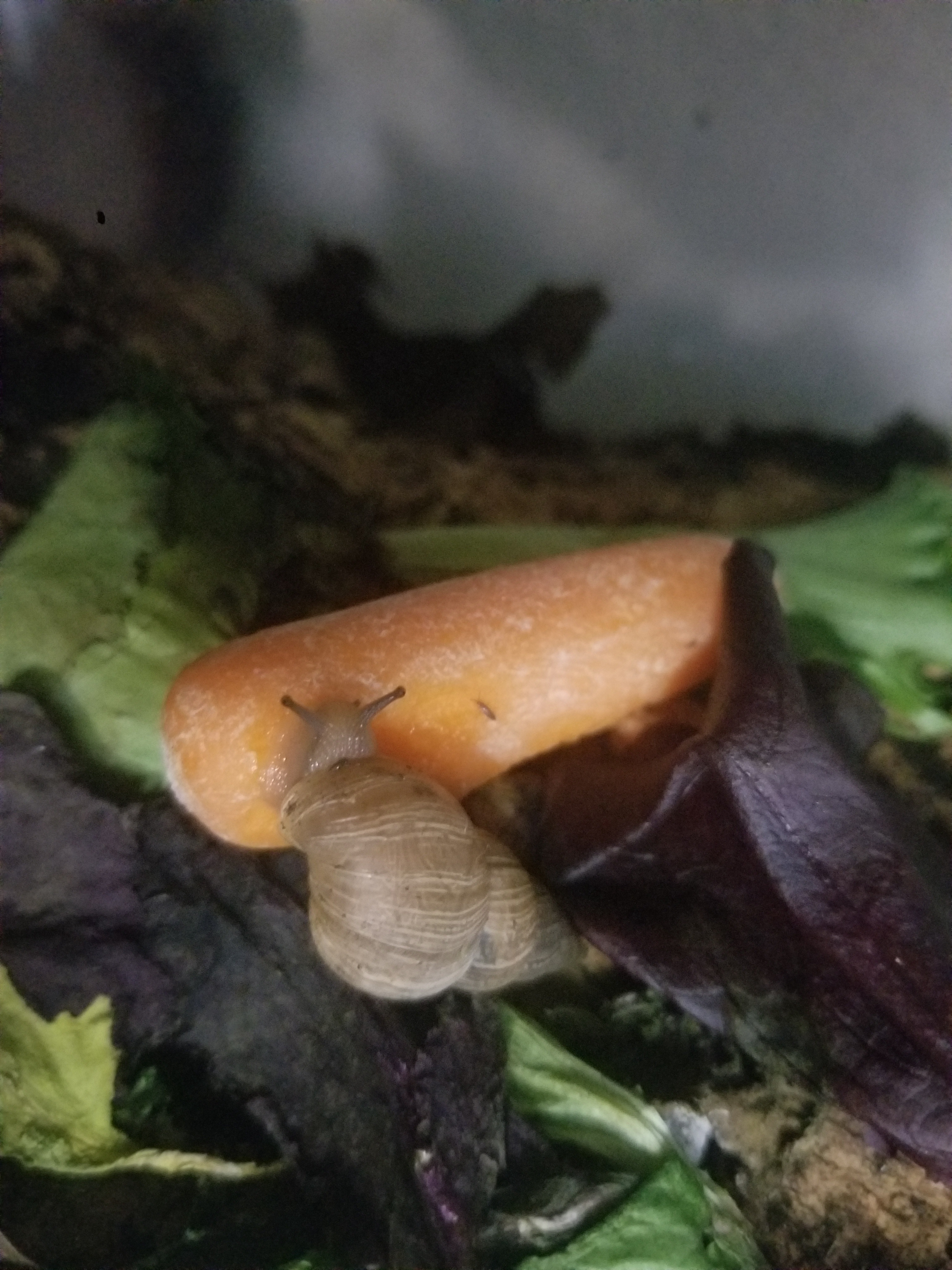 The Slow and Steady Snail