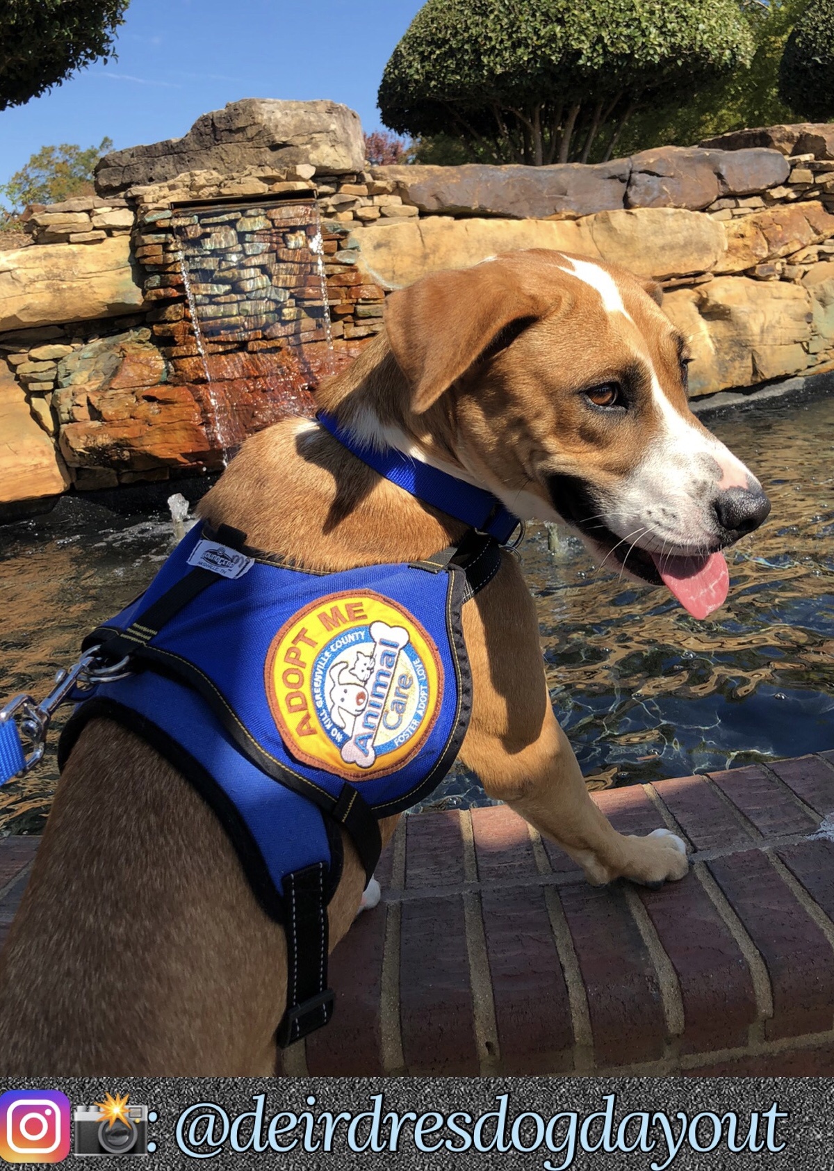 Meet Nala: The Adorable Boxer Dog Ready for Adoption in Greenville, SC!