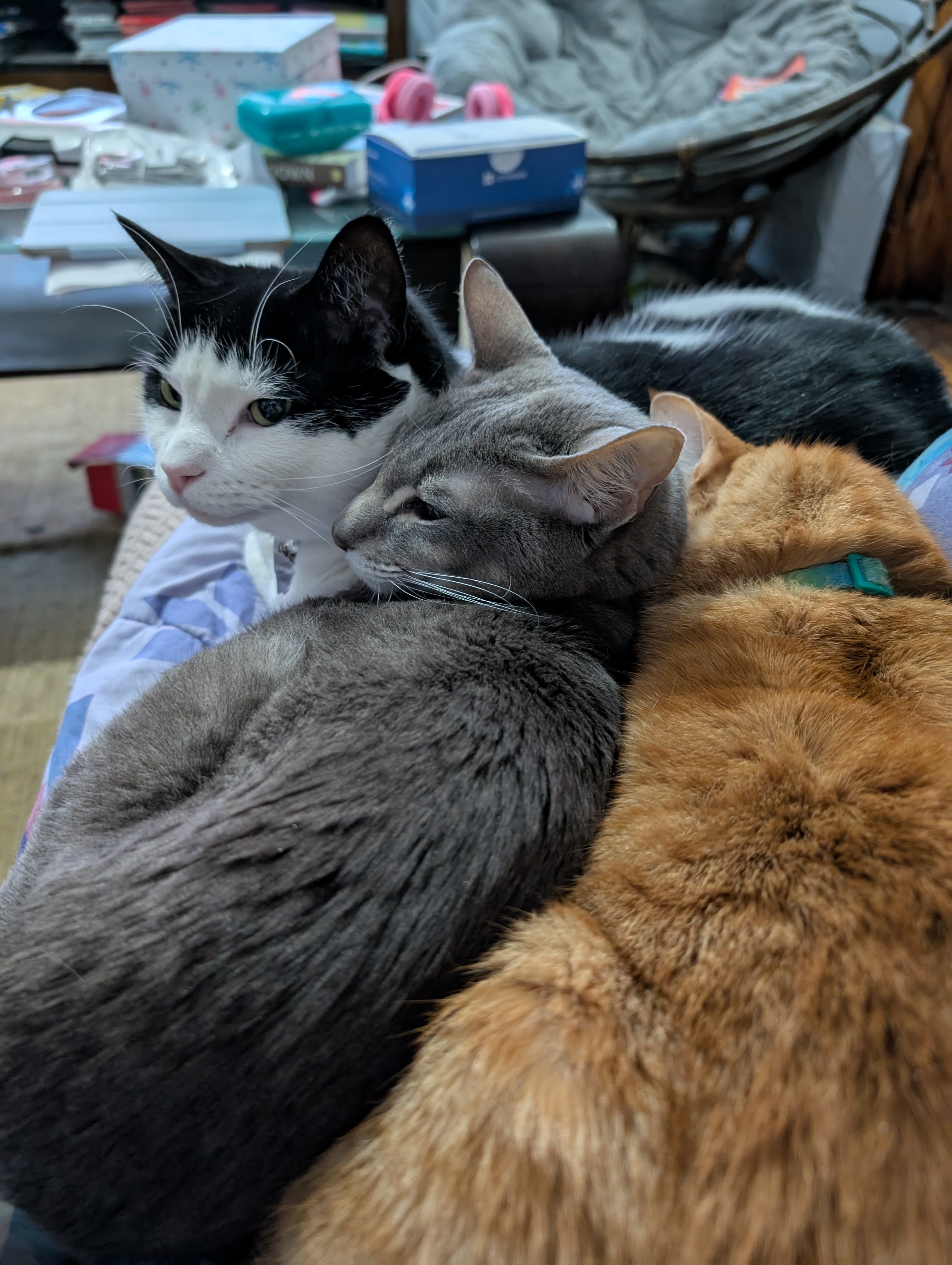 A cozy cat pile of cuteness!