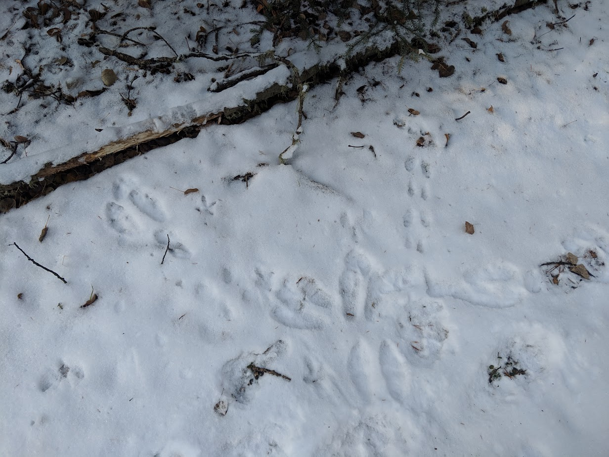 A squirrel, a rabbit, and a grouse have a chance encounter in the woods