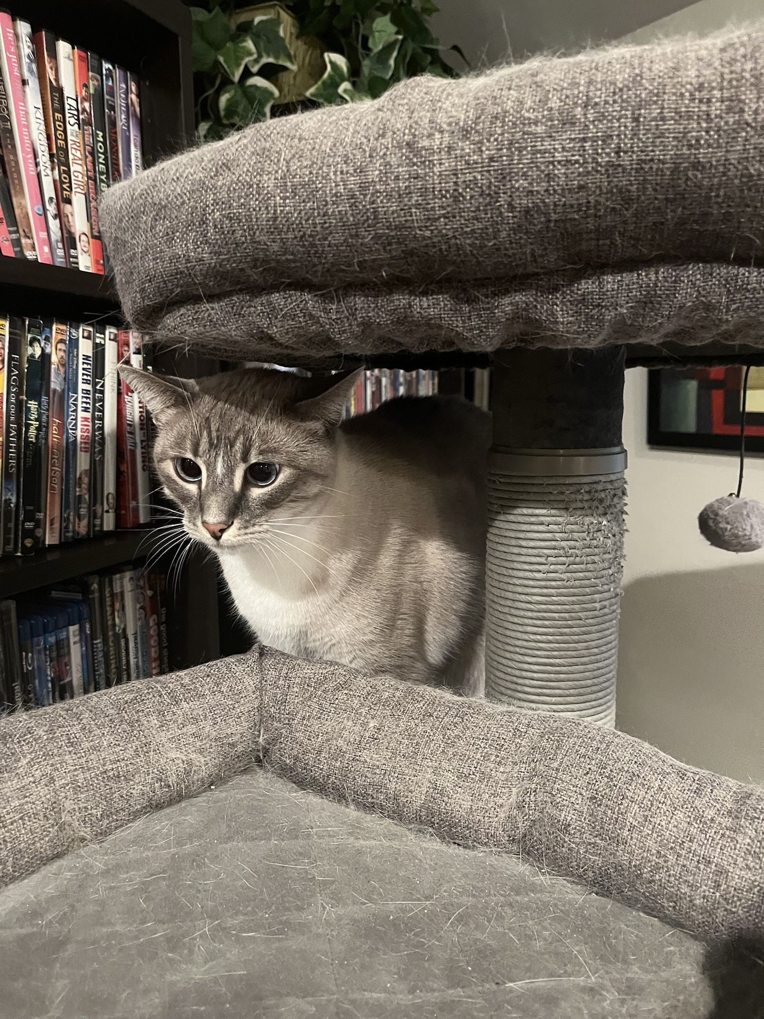 Daily Dose of Cuteness: My Cat Ivy, Day 291