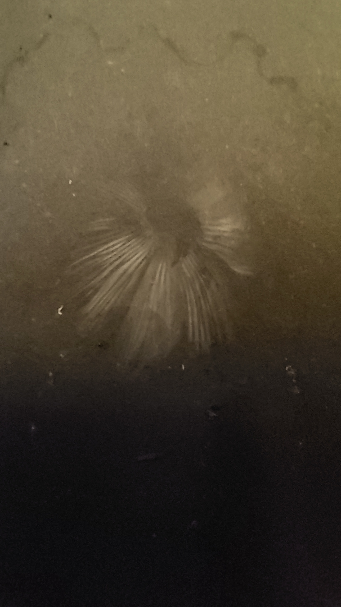 Exploring the Mysteries of a Spore Print: Suspected Leucocoprinus Straminellus