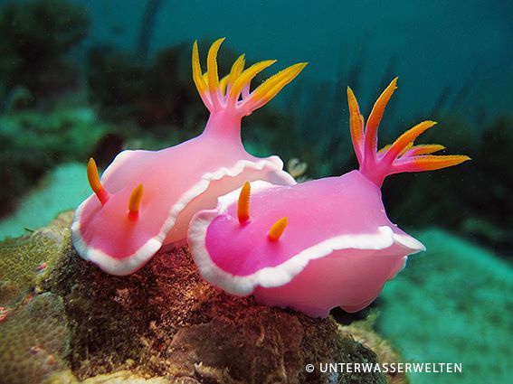 The Fascinating World of Sea Slugs