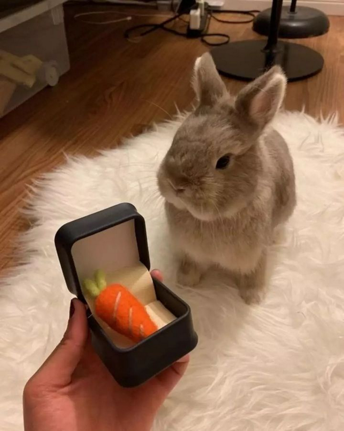 A Beloved Bunny That Steals Hearts