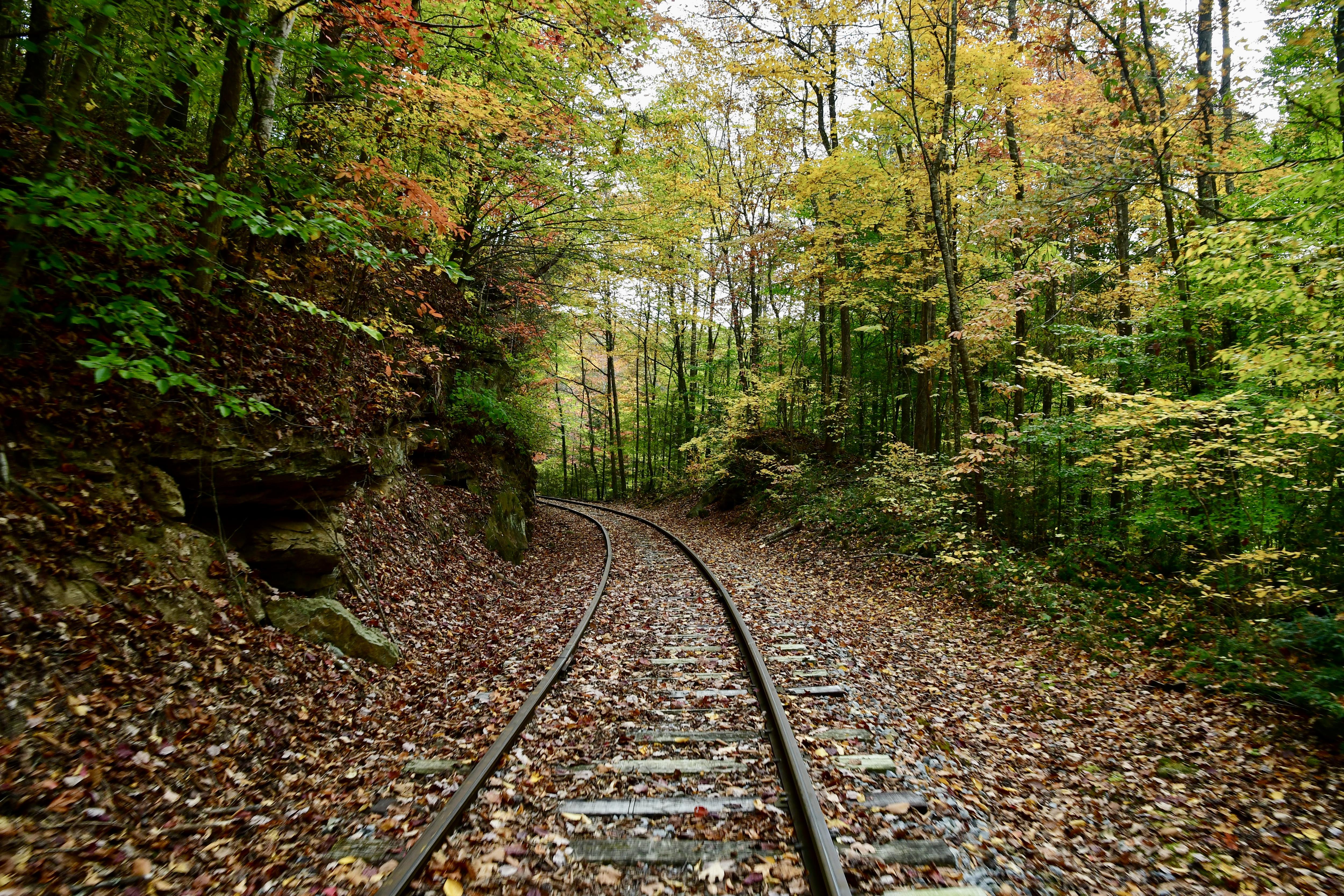 Nature's Greenery: A Leafy Delight